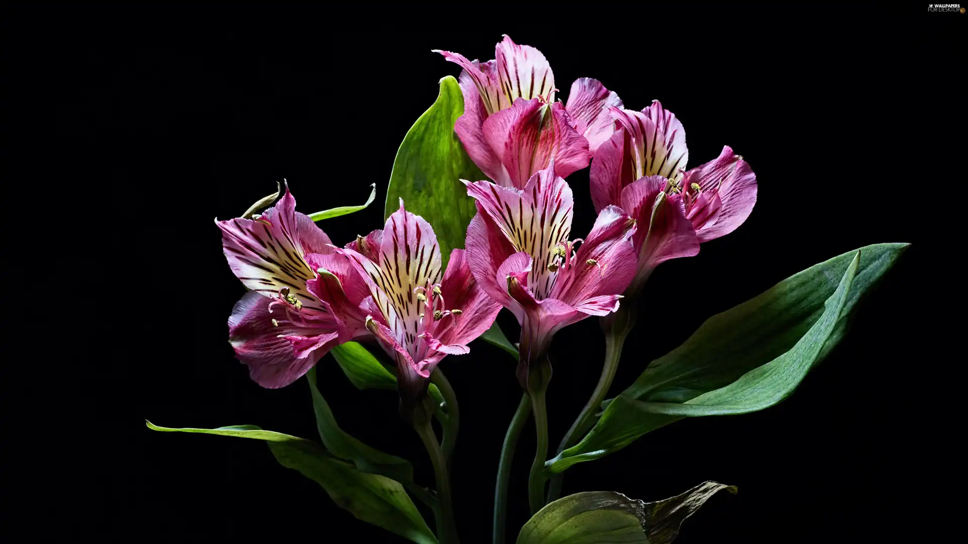 Dark Background, Flowers, Alstroemeria