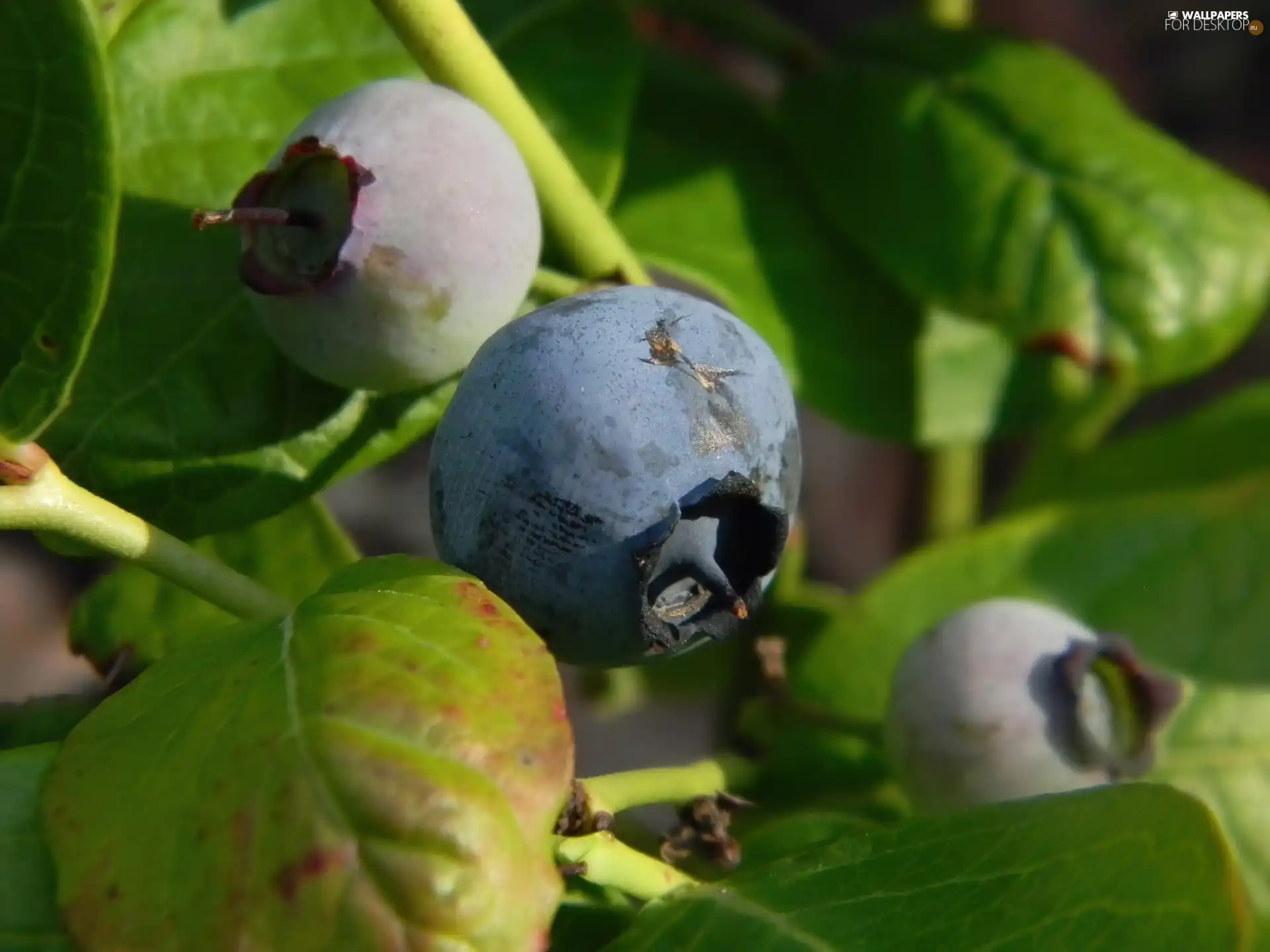 maturing, bilberry, American, Fruits