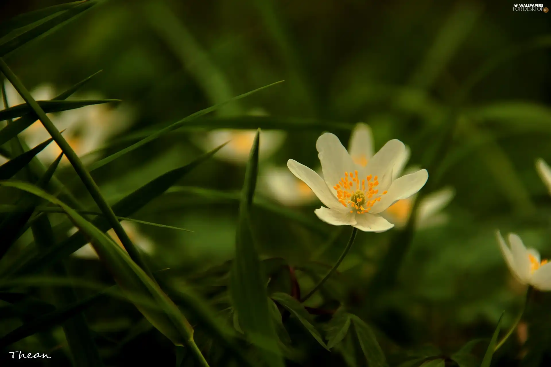White, anemone
