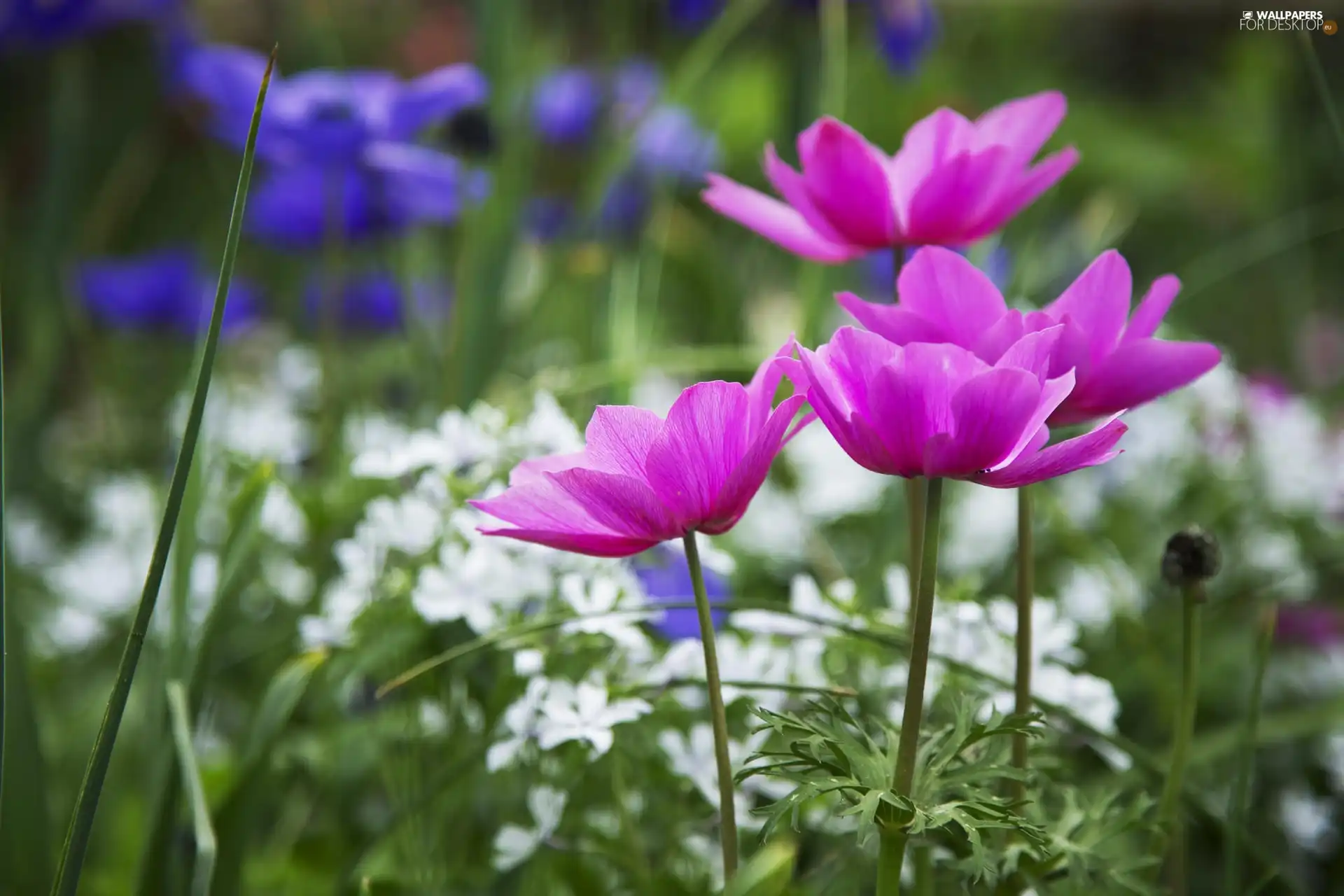 Flowers, Anemones