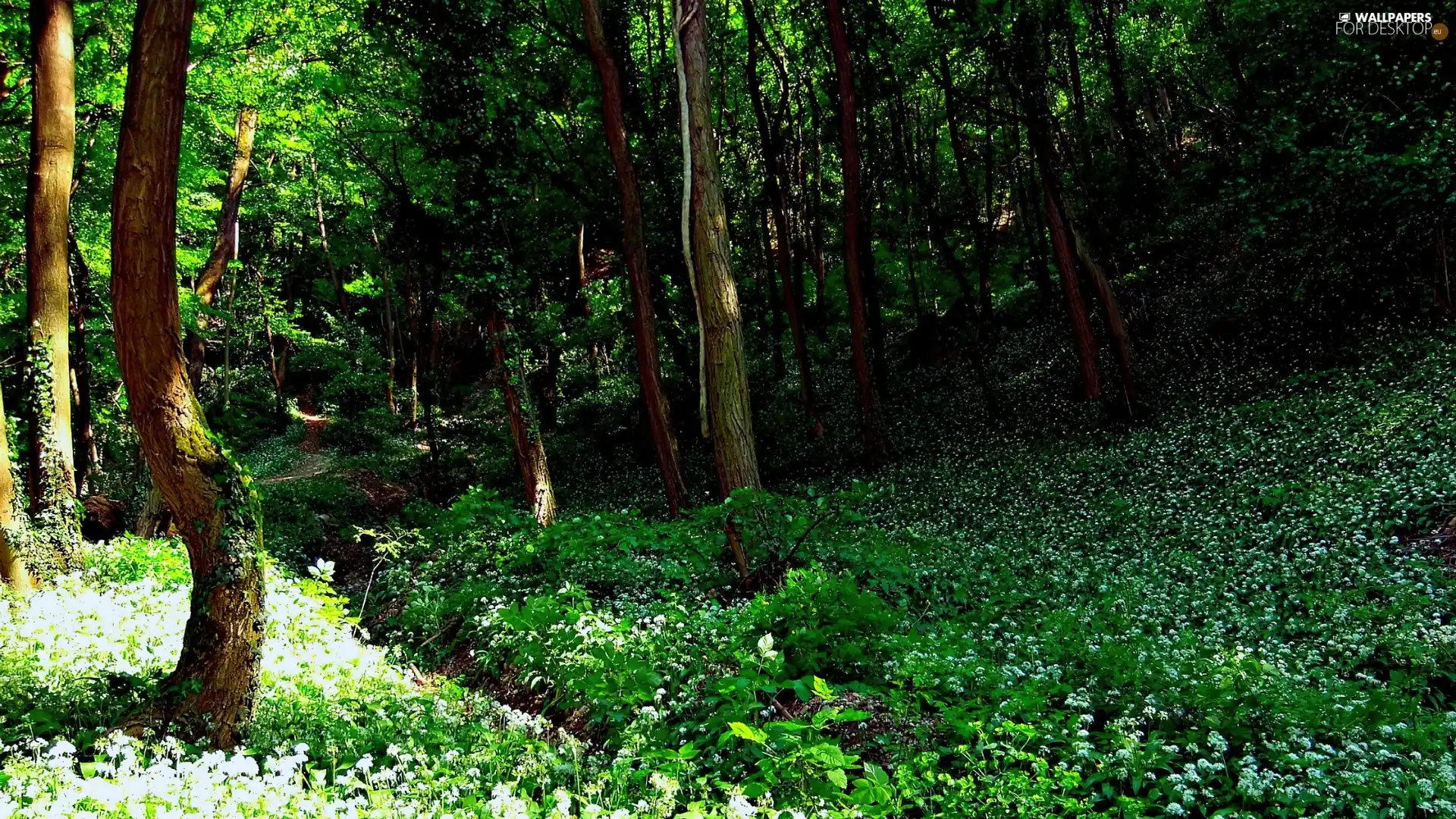 forest, viewes, Anemones, trees