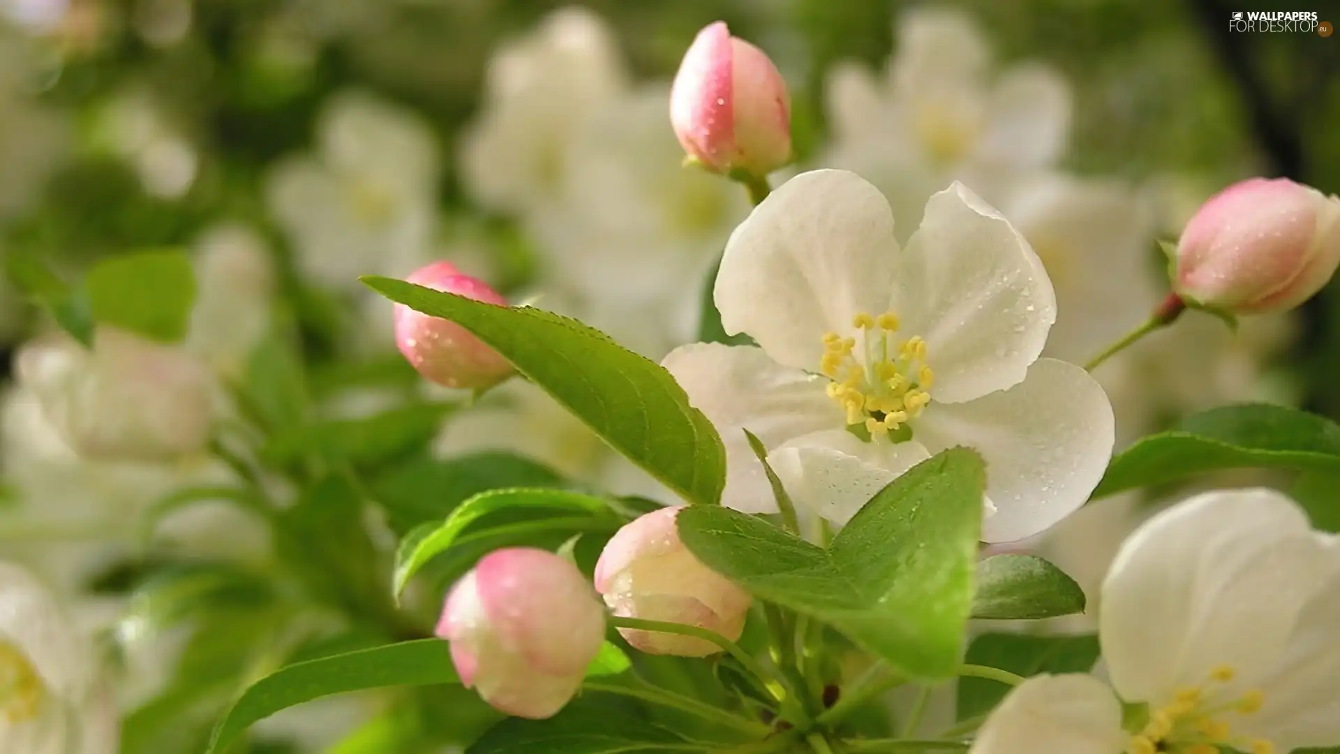 Flowers, apple