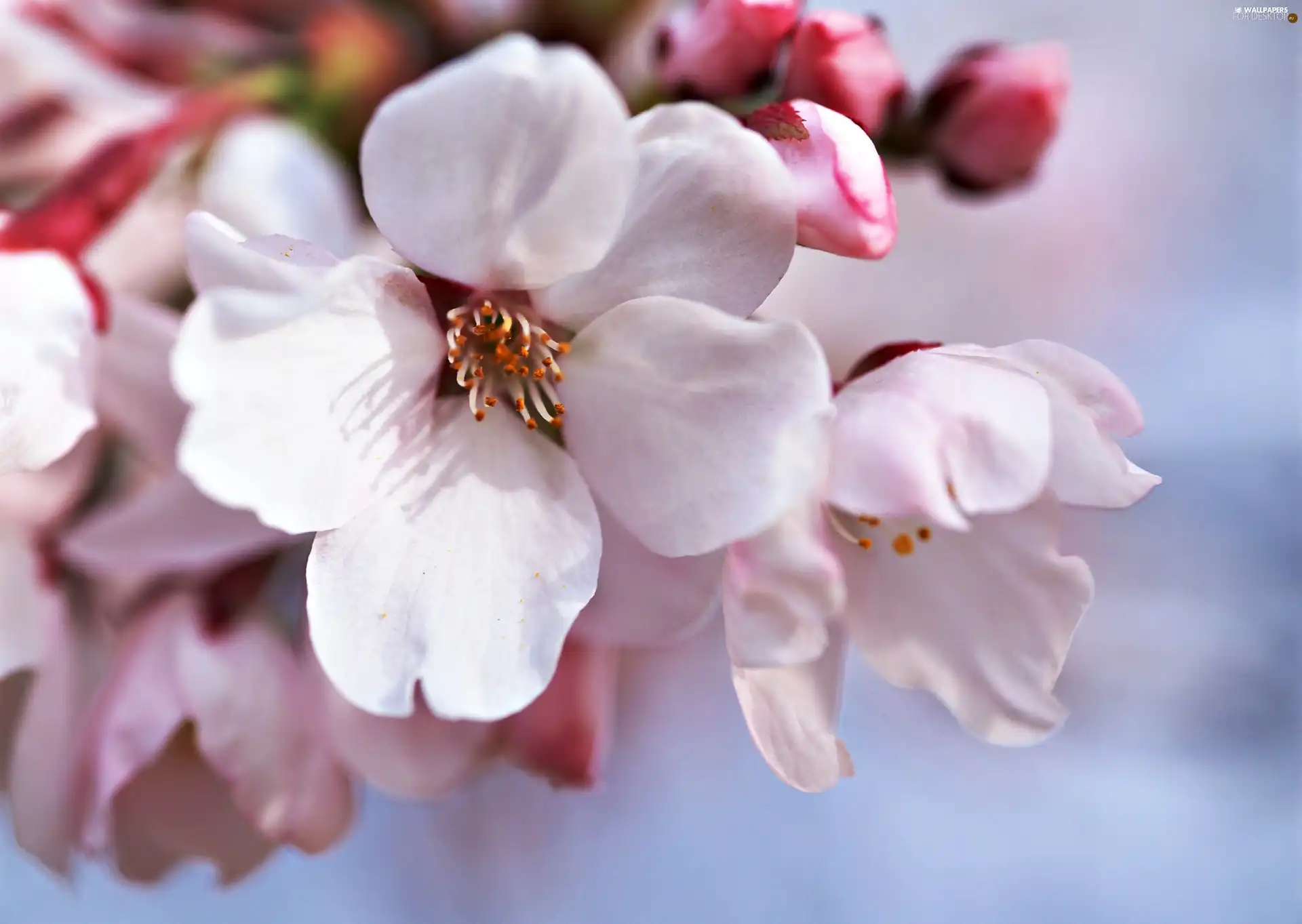 apple, flourishing, Flowers