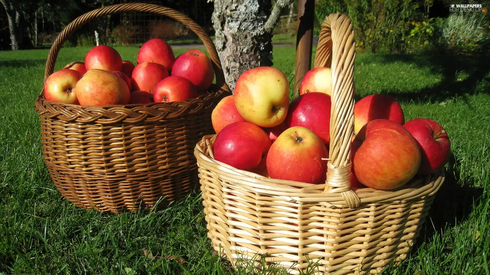 apples, Baskets, buxom