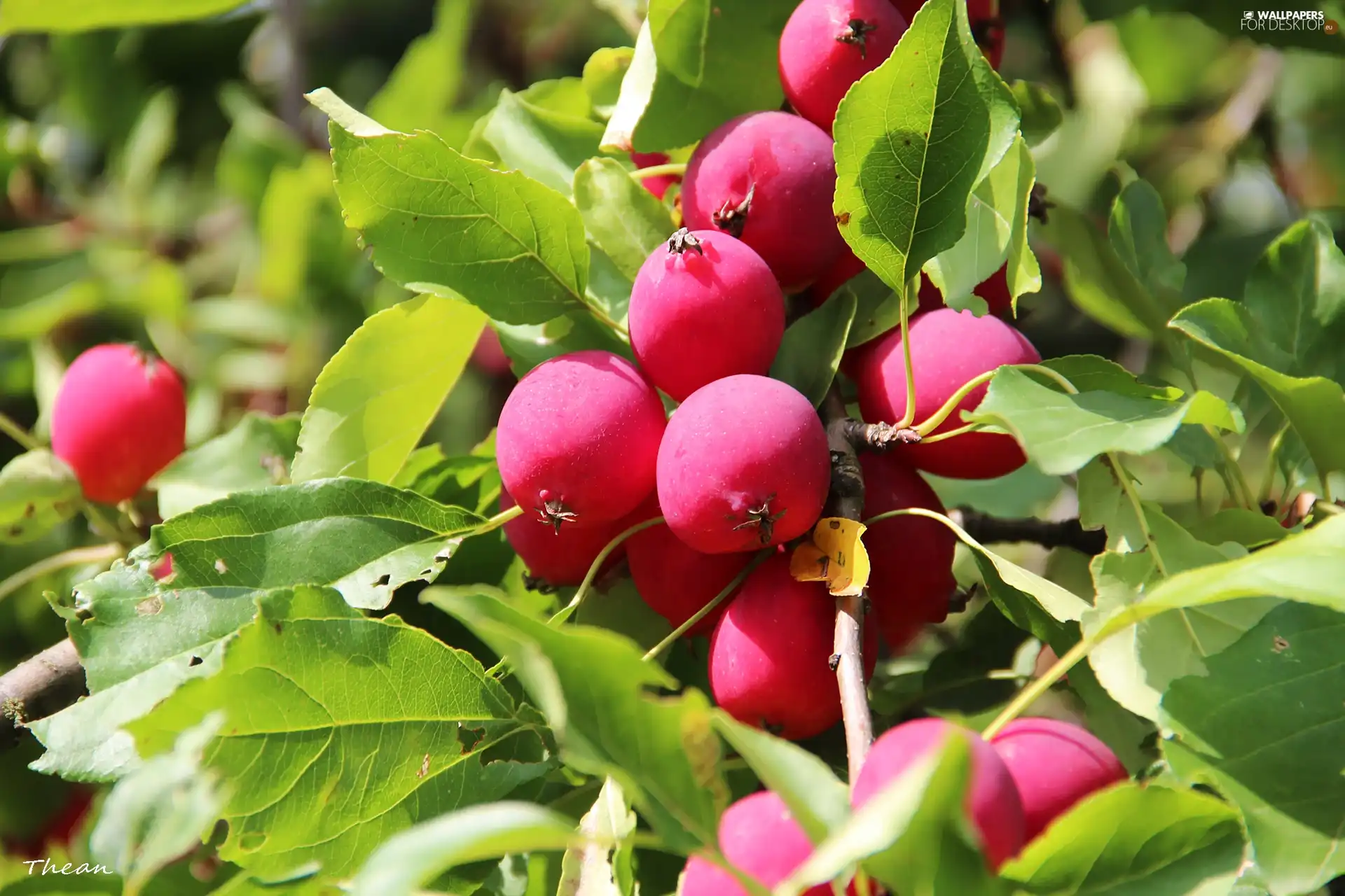 apples, Paradise, Red