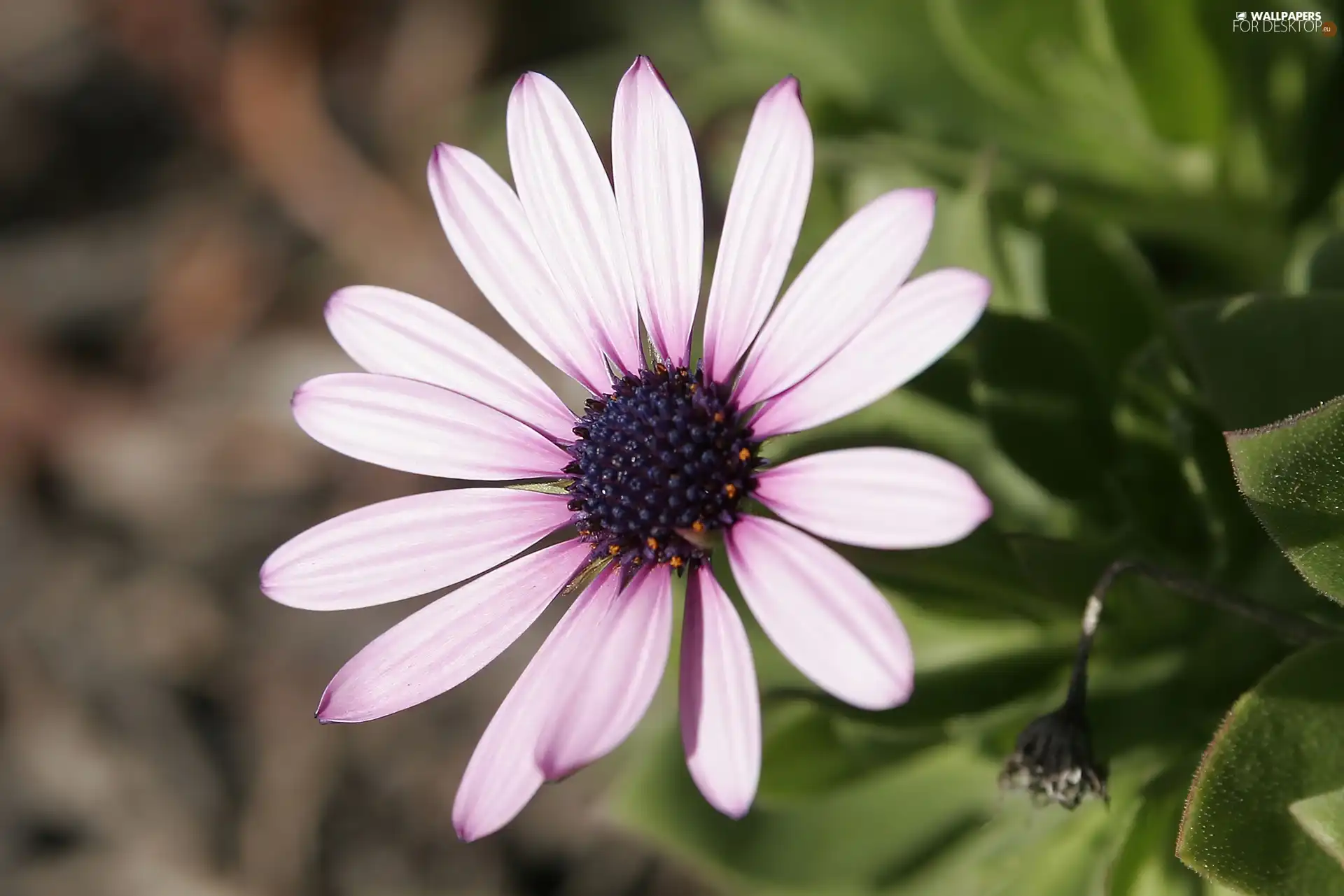 lilac, Arktotis