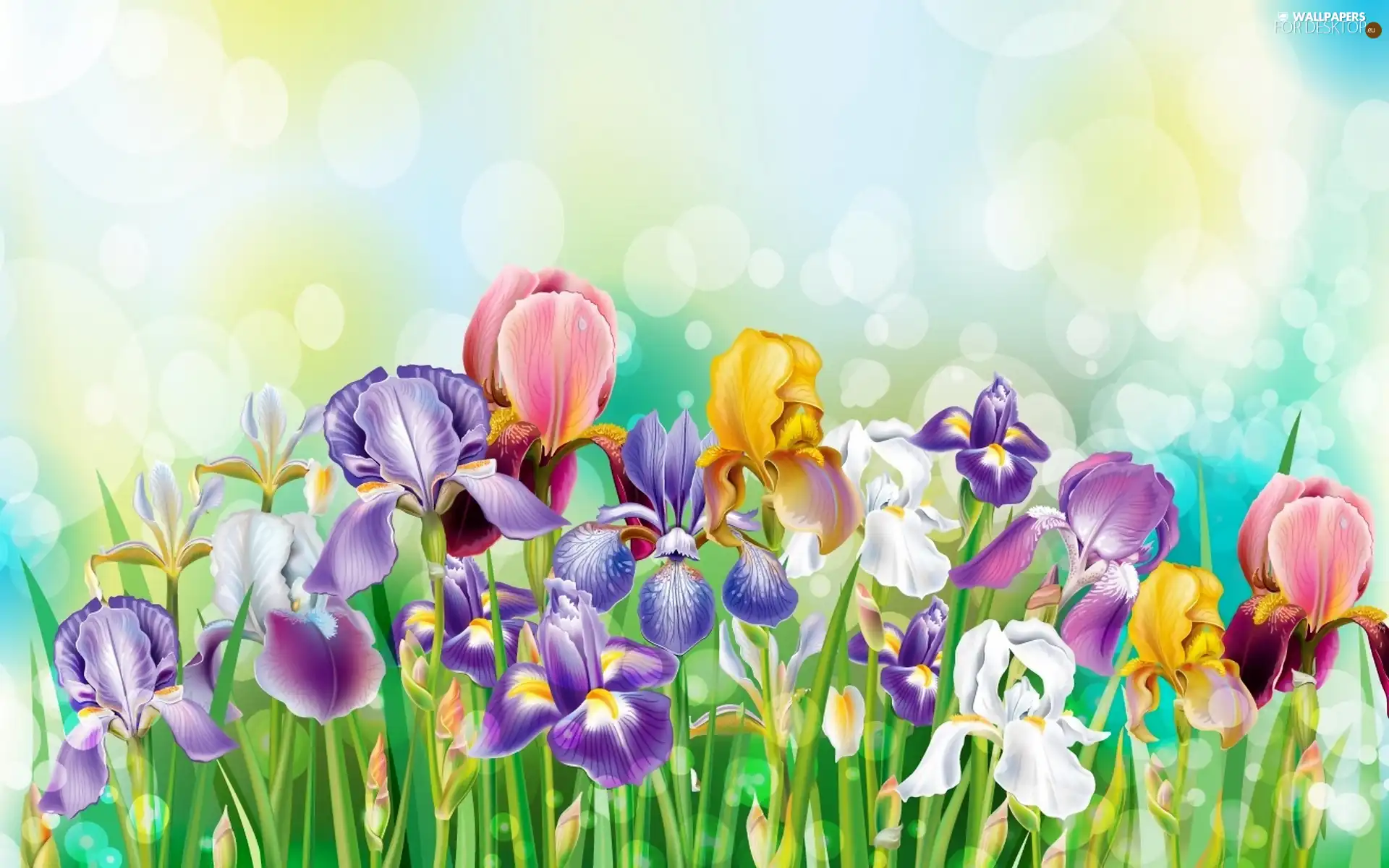 Colourfull Flowers, graphics, Art, Colorful Irises