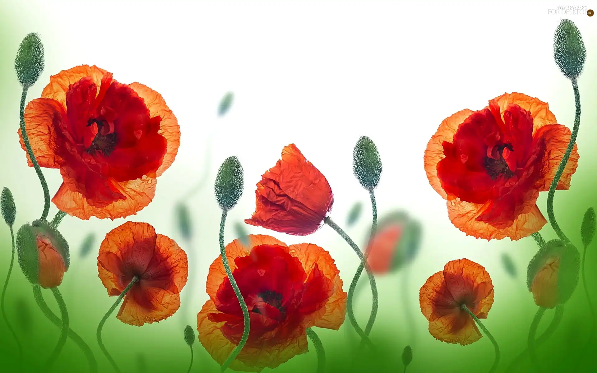 Art, Flowers, papavers