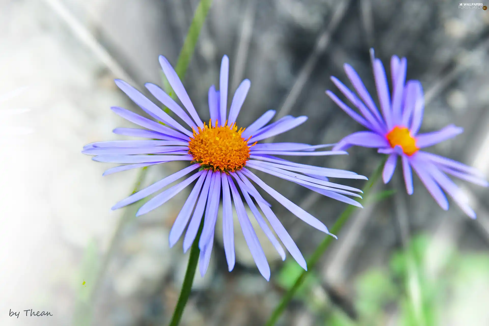 Aster
