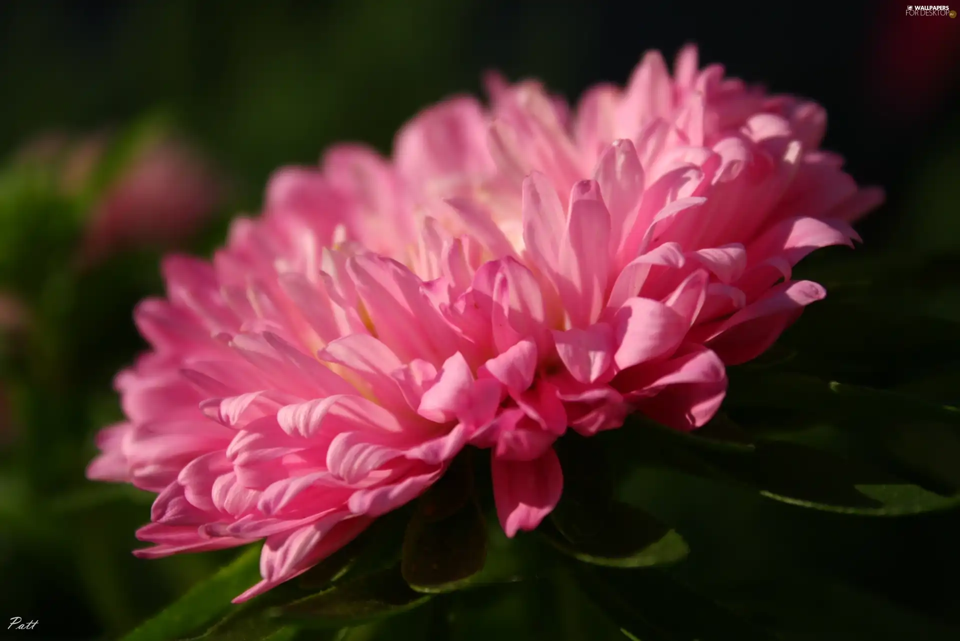 Colourfull Flowers, Pink, Aster