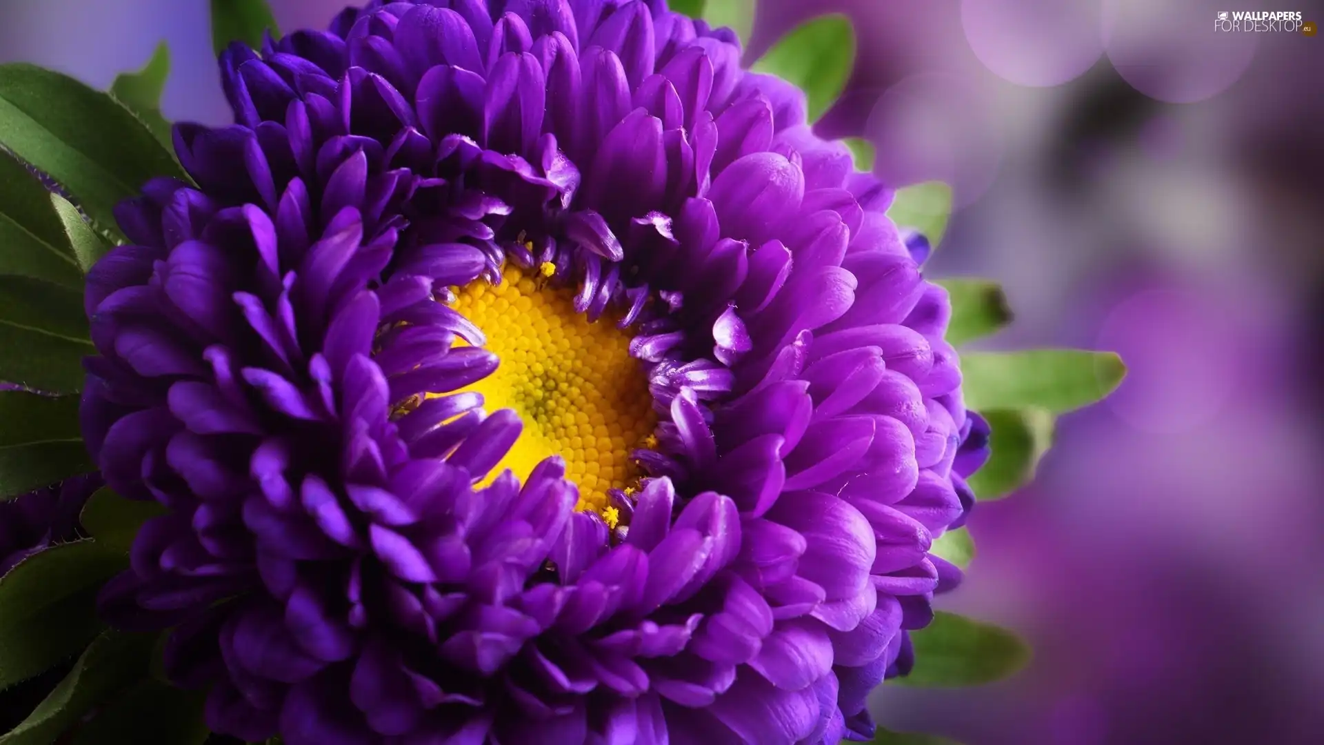 Violet, Aster
