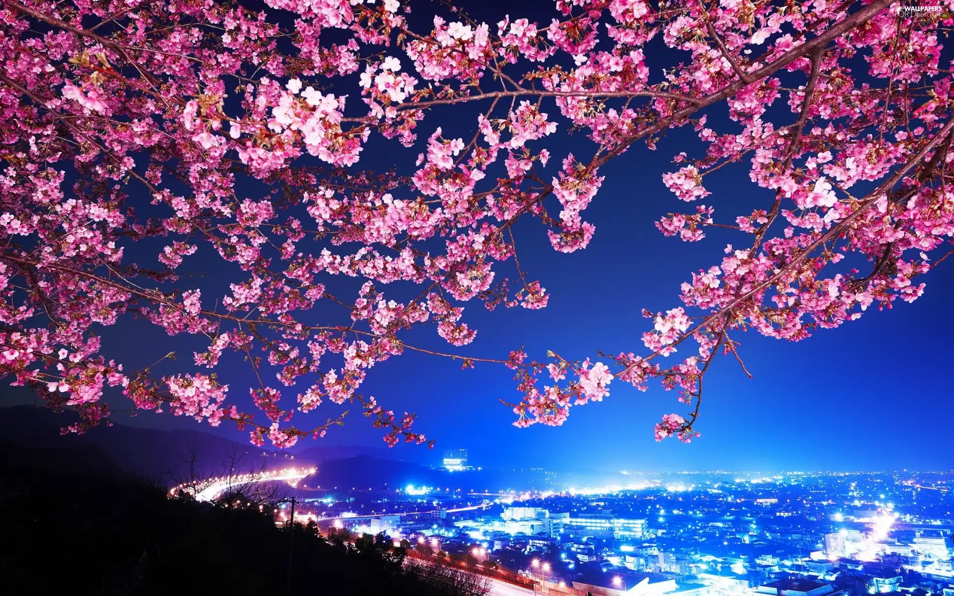 At night, Japan, cherry, Town, Blossoming