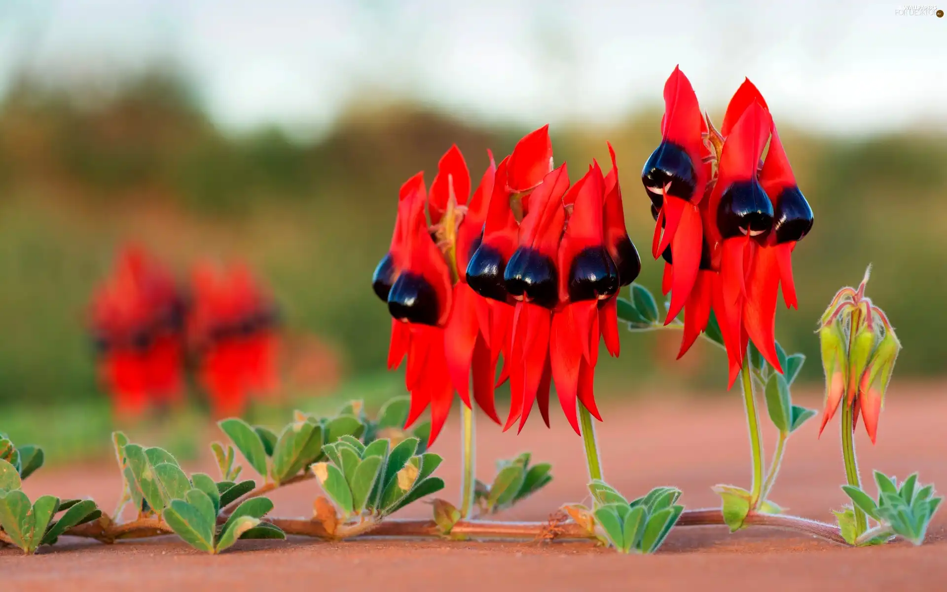 Red Flowers, Swainsona Formosa, Australian Plant