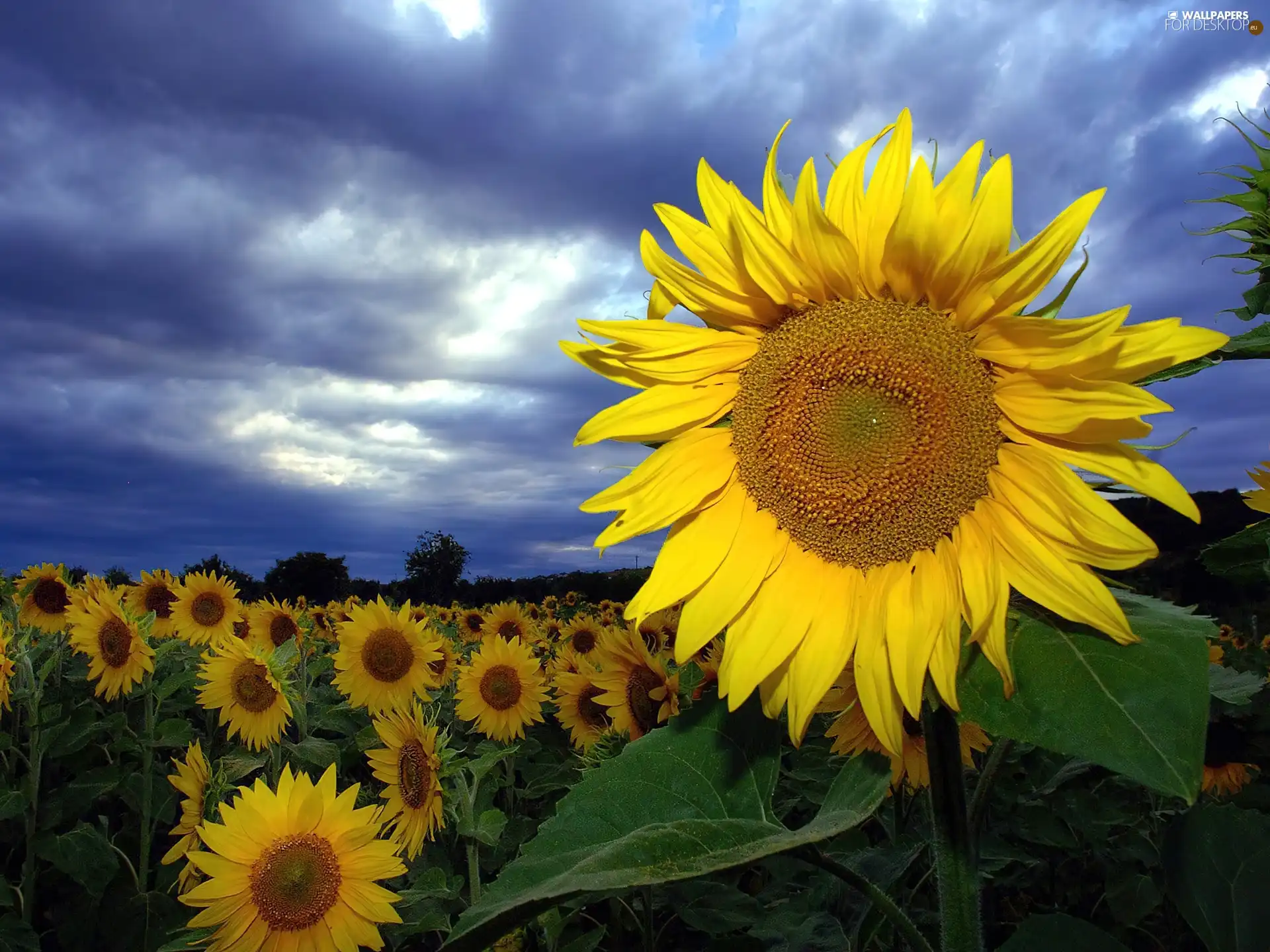 Field, Donnerskirchen, Austria, sunflowers