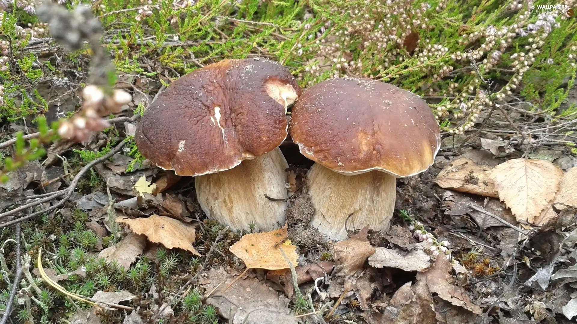 boletus, Leaf, autumn, forest