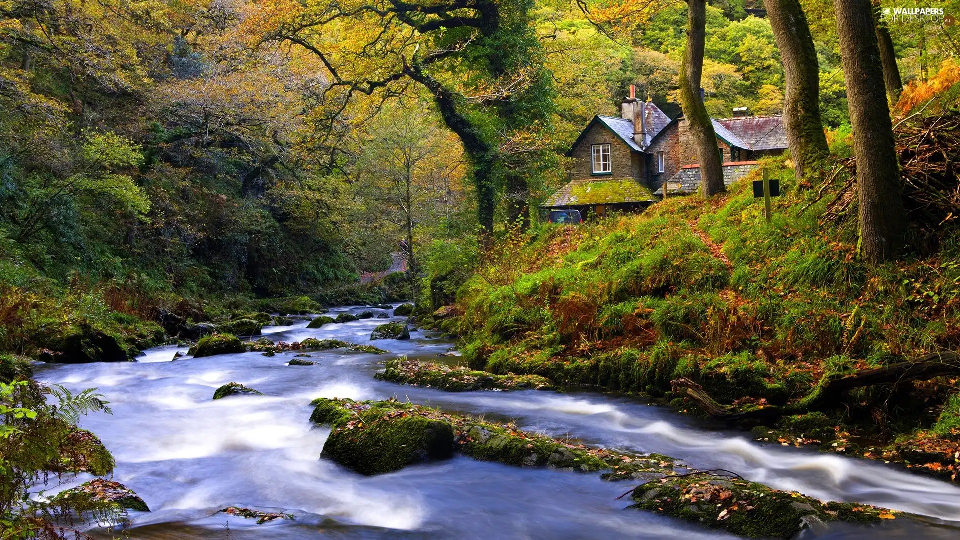 brook, Home, autumn, forest