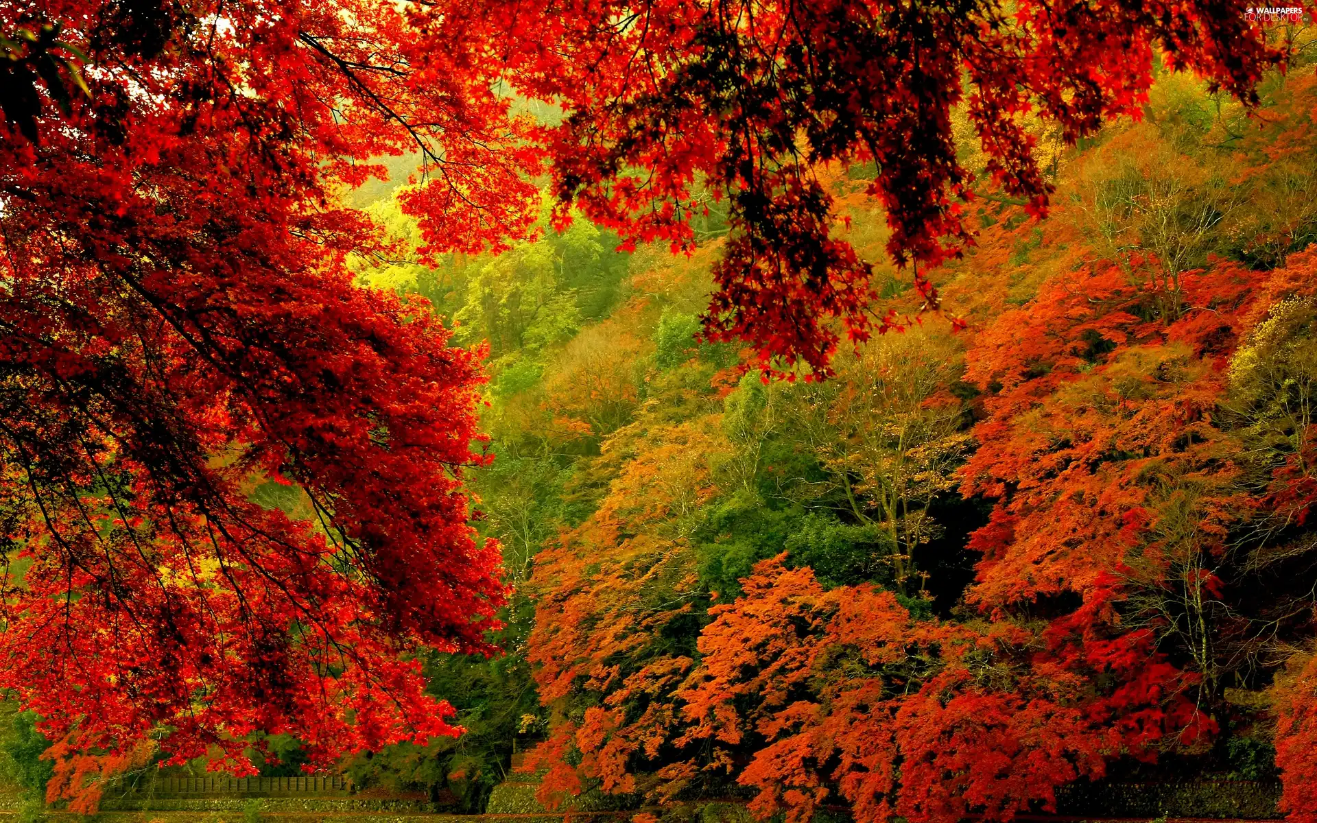 color, viewes, autumn, trees