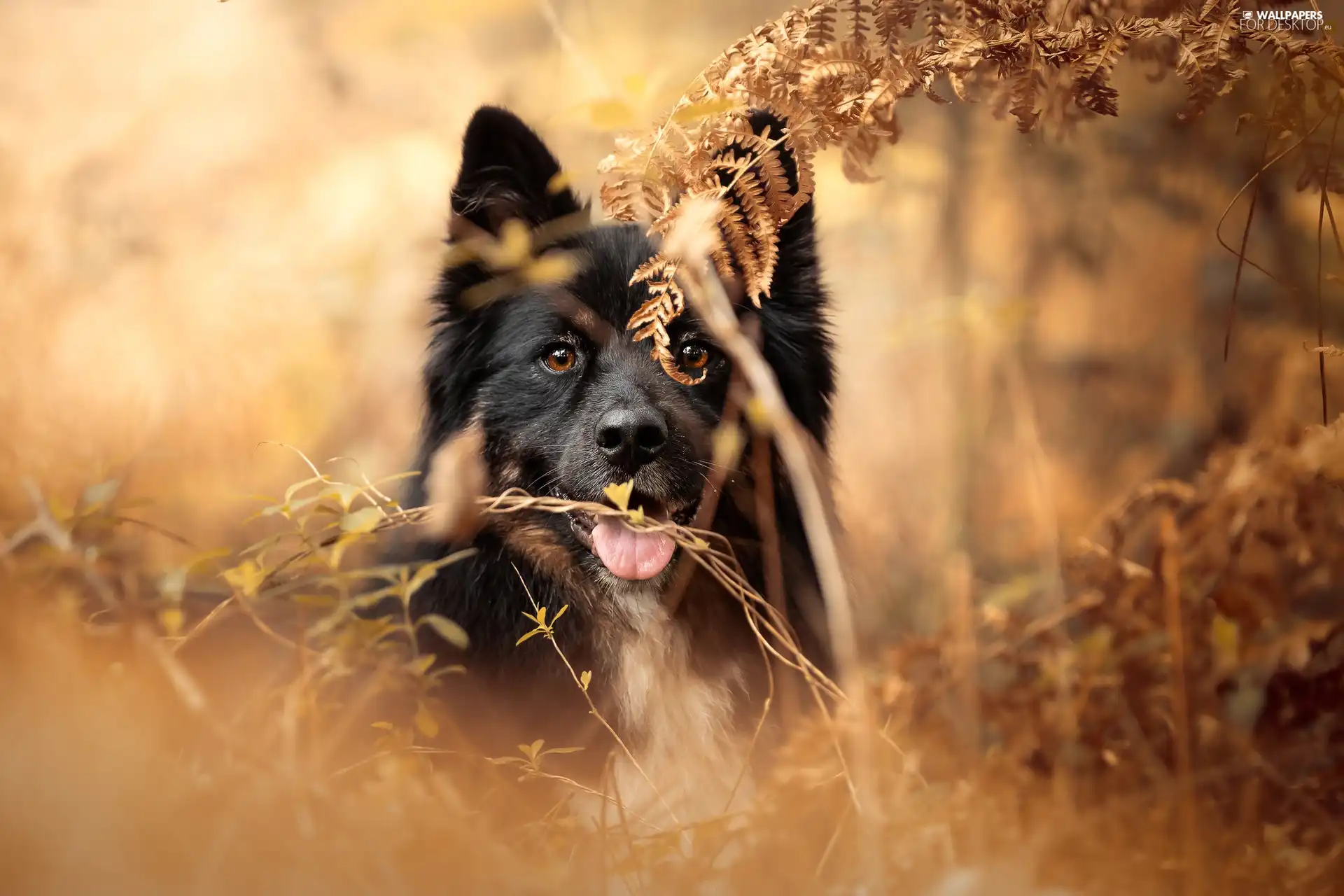 autumn, dog, fern