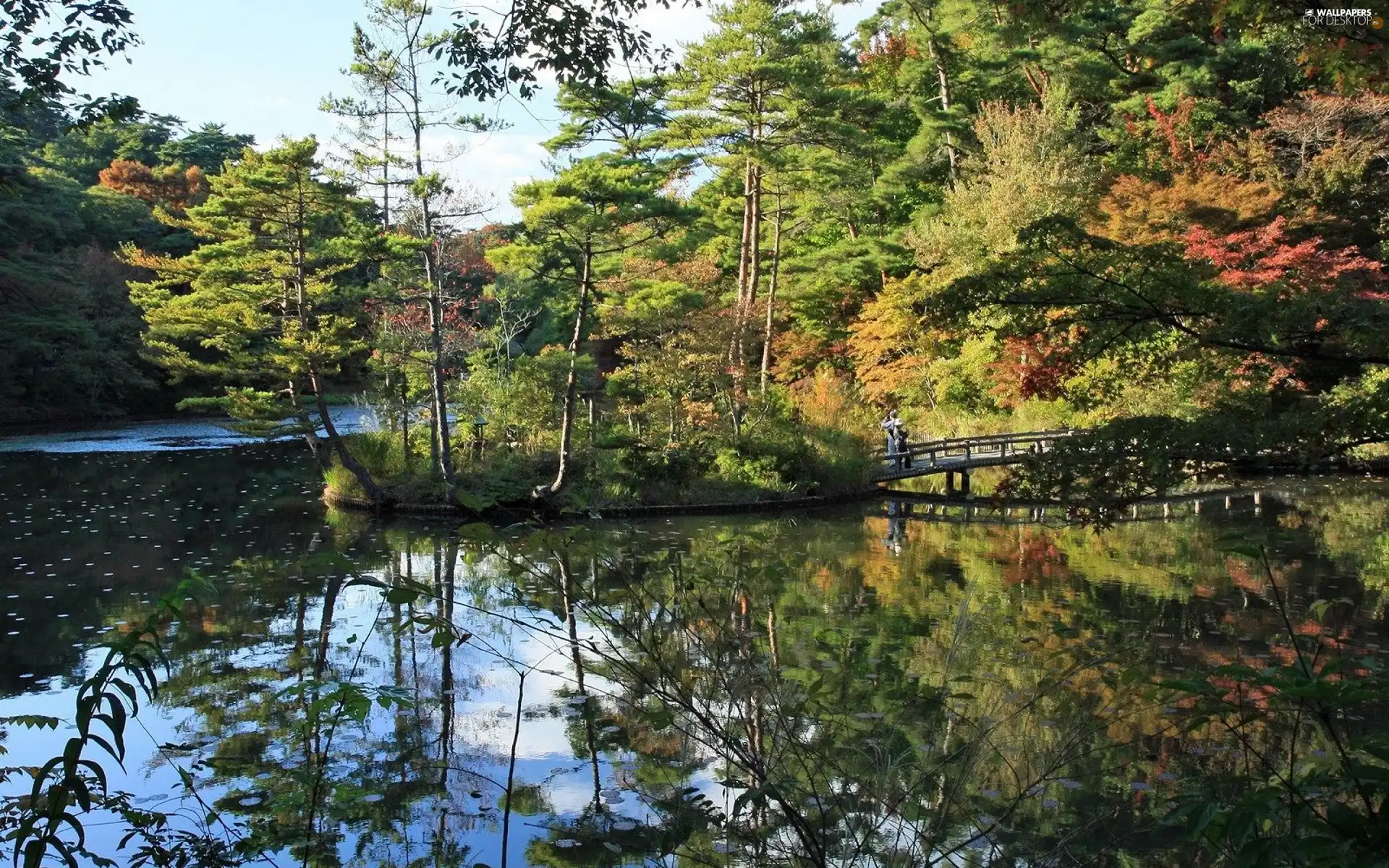 forest, bridges, autumn, River