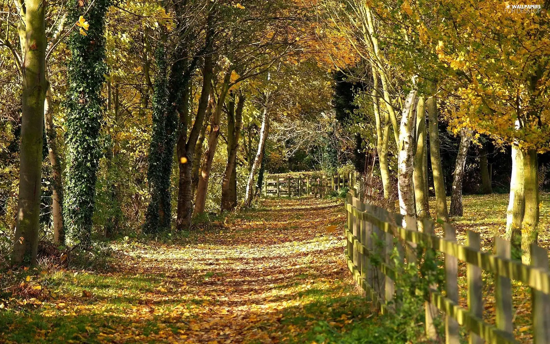 forest, fence, autumn, Path