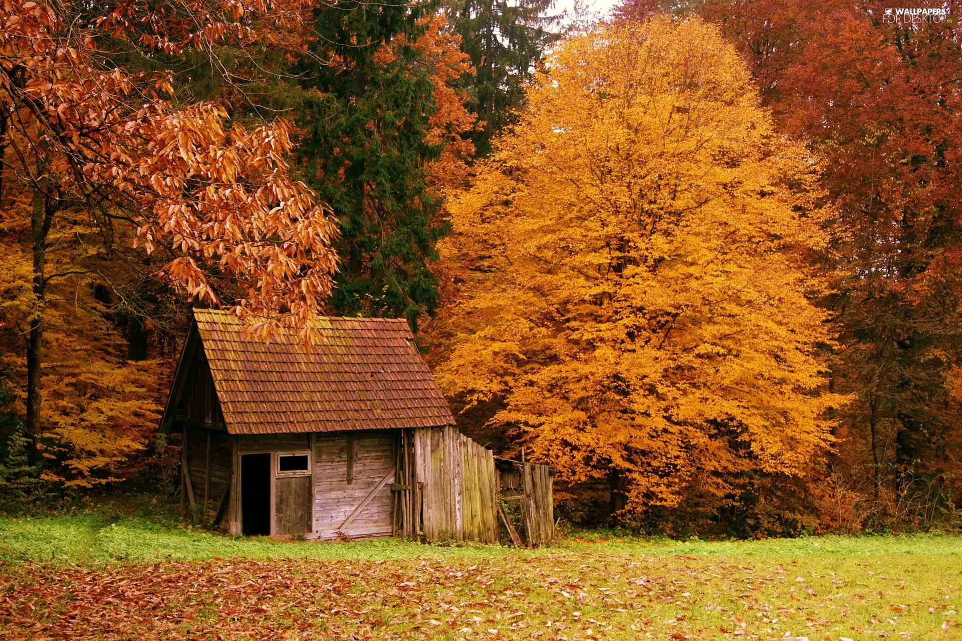 forest, Leaf, autumn, Home