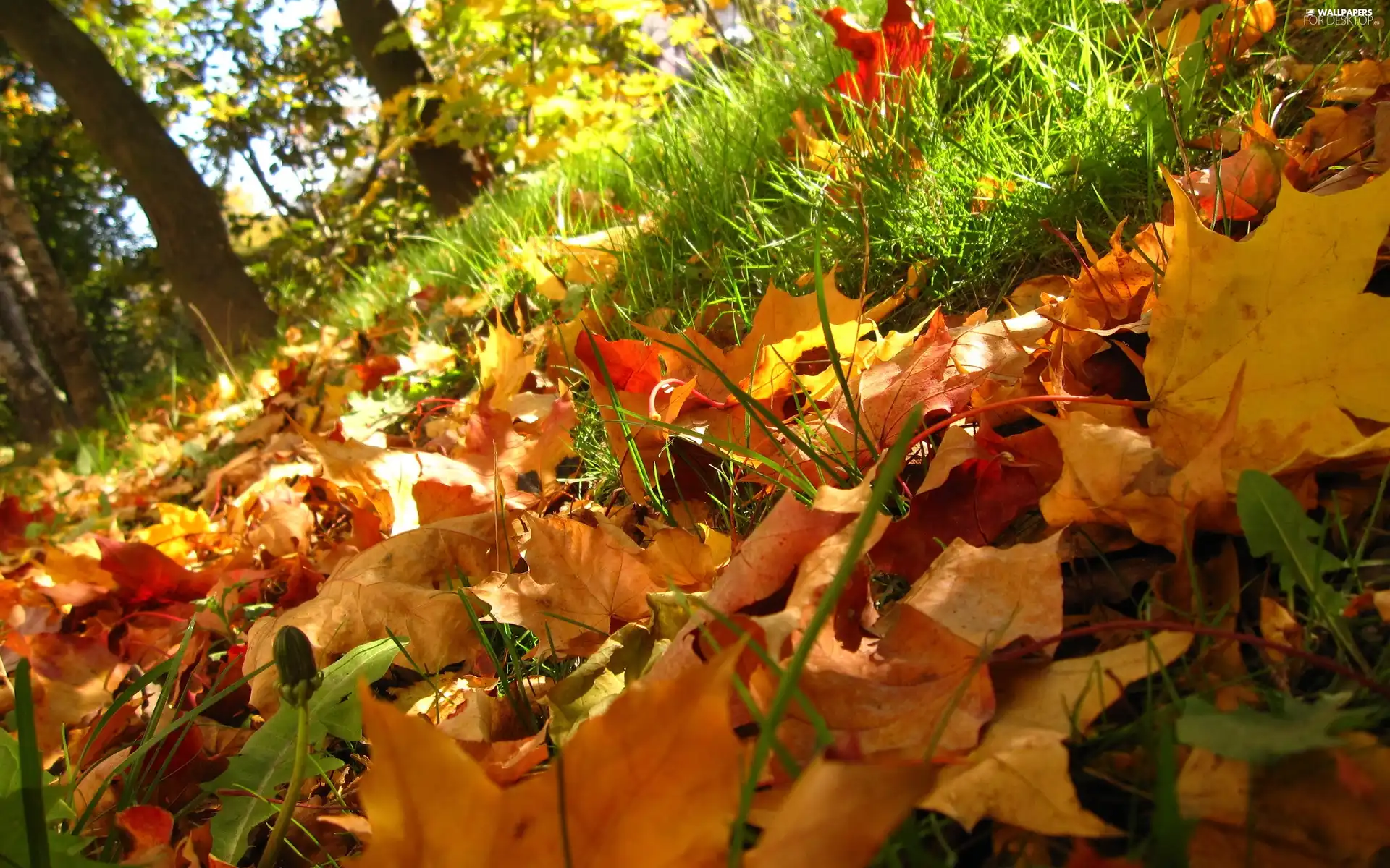 autumn, Leaf, forest