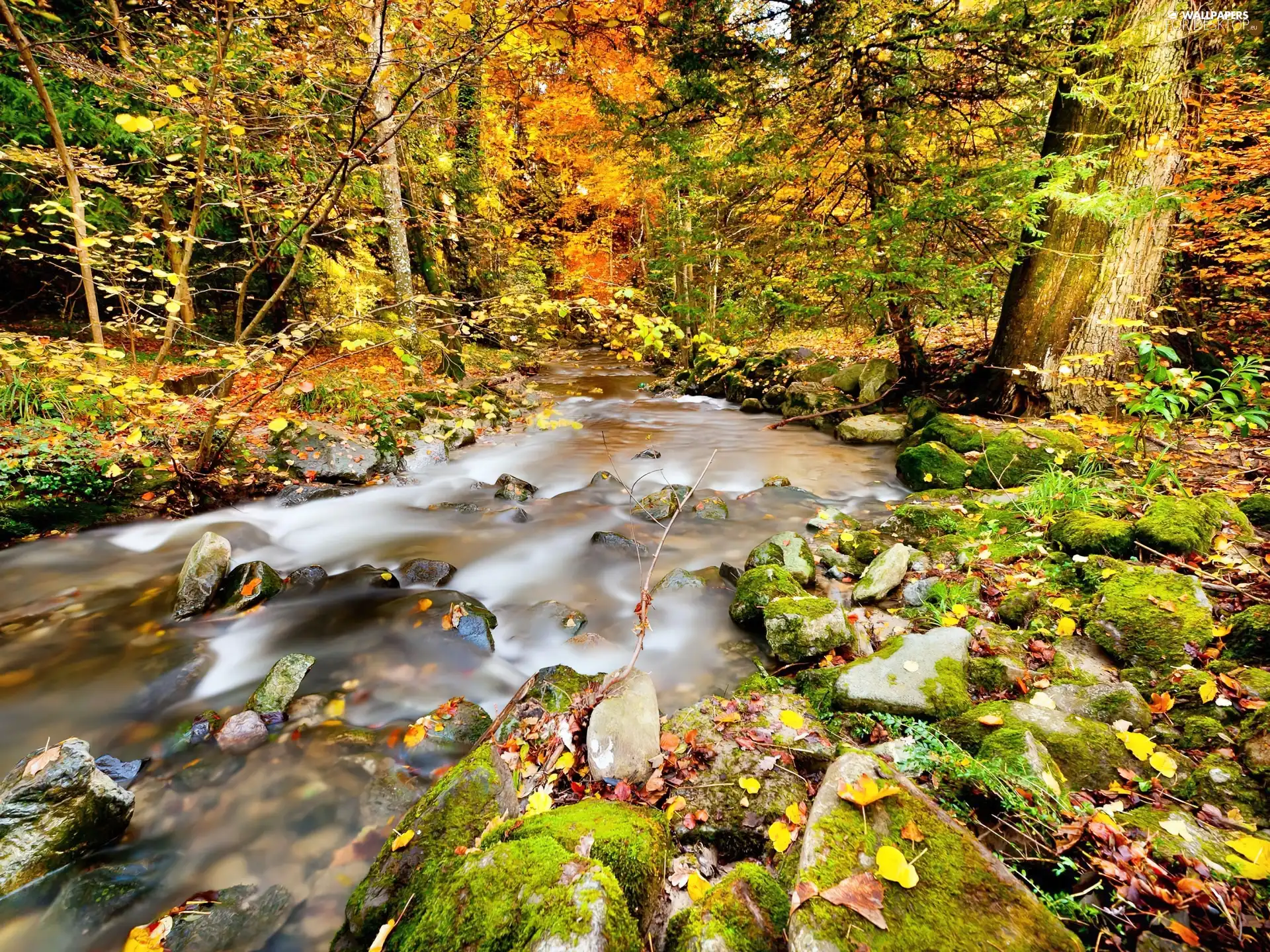 forest, stream, autumn, rapid