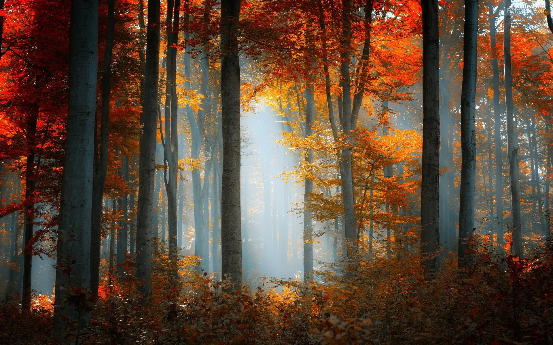 forest, sun, autumn, rays