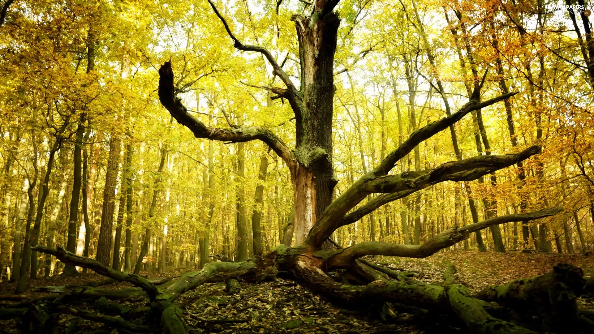 forest, trees, autumn, dead