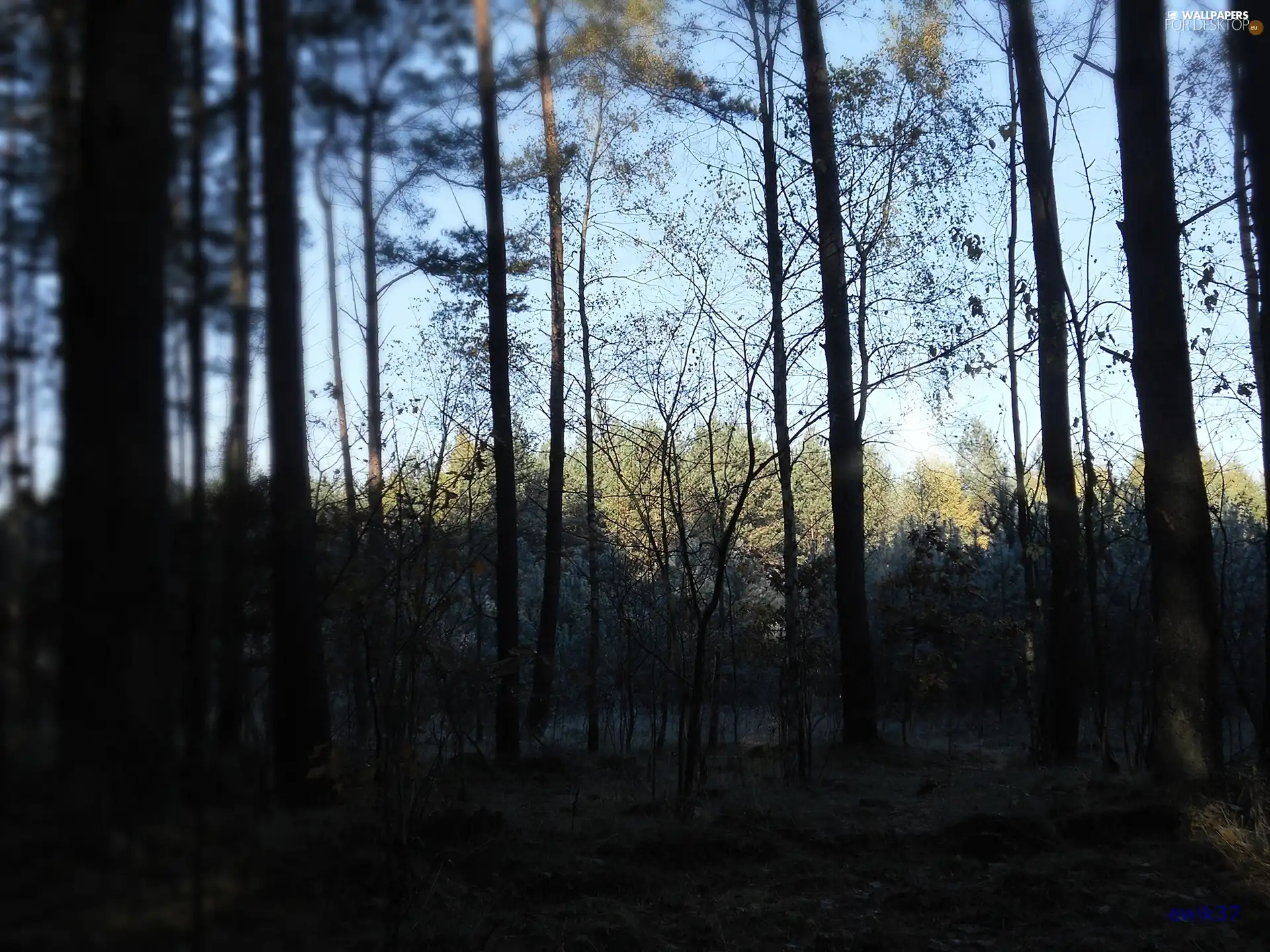 forest, viewes, autumn, trees