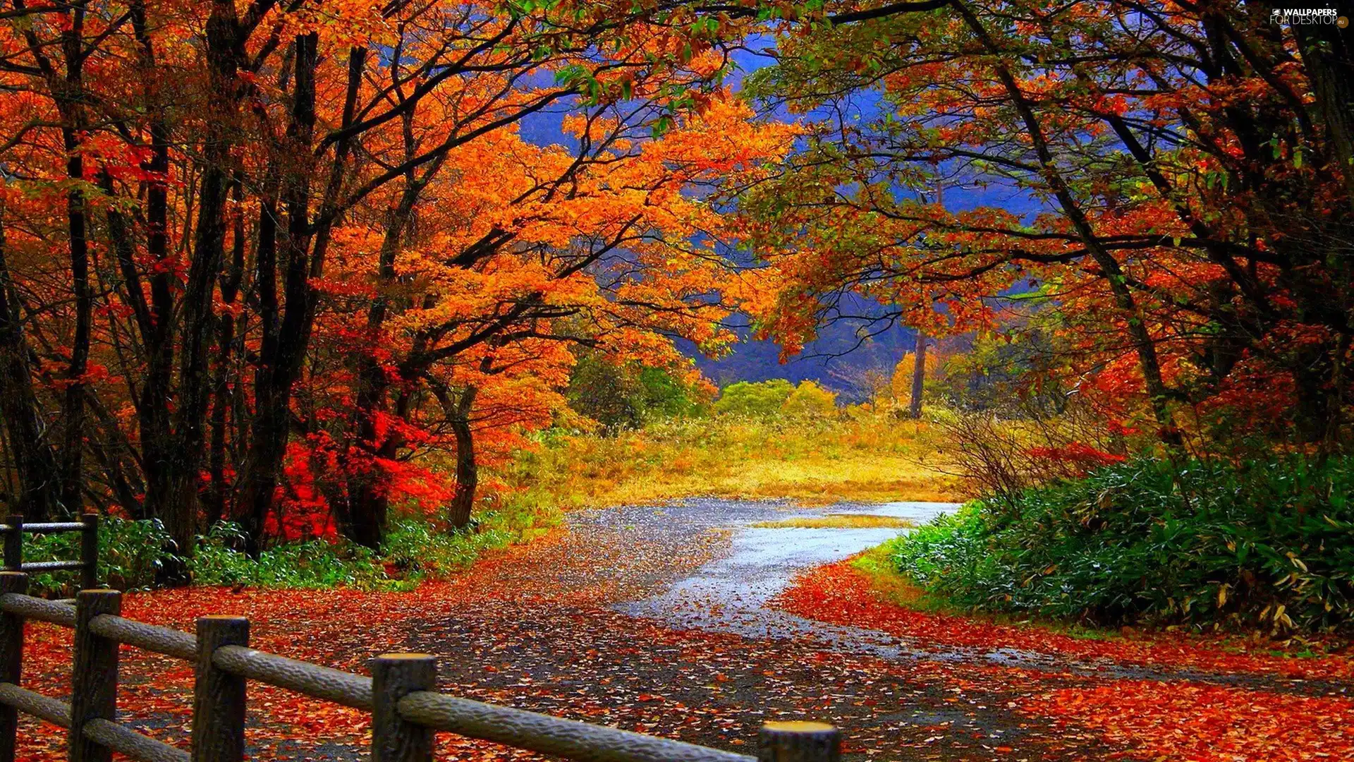 autumn, Way, forest