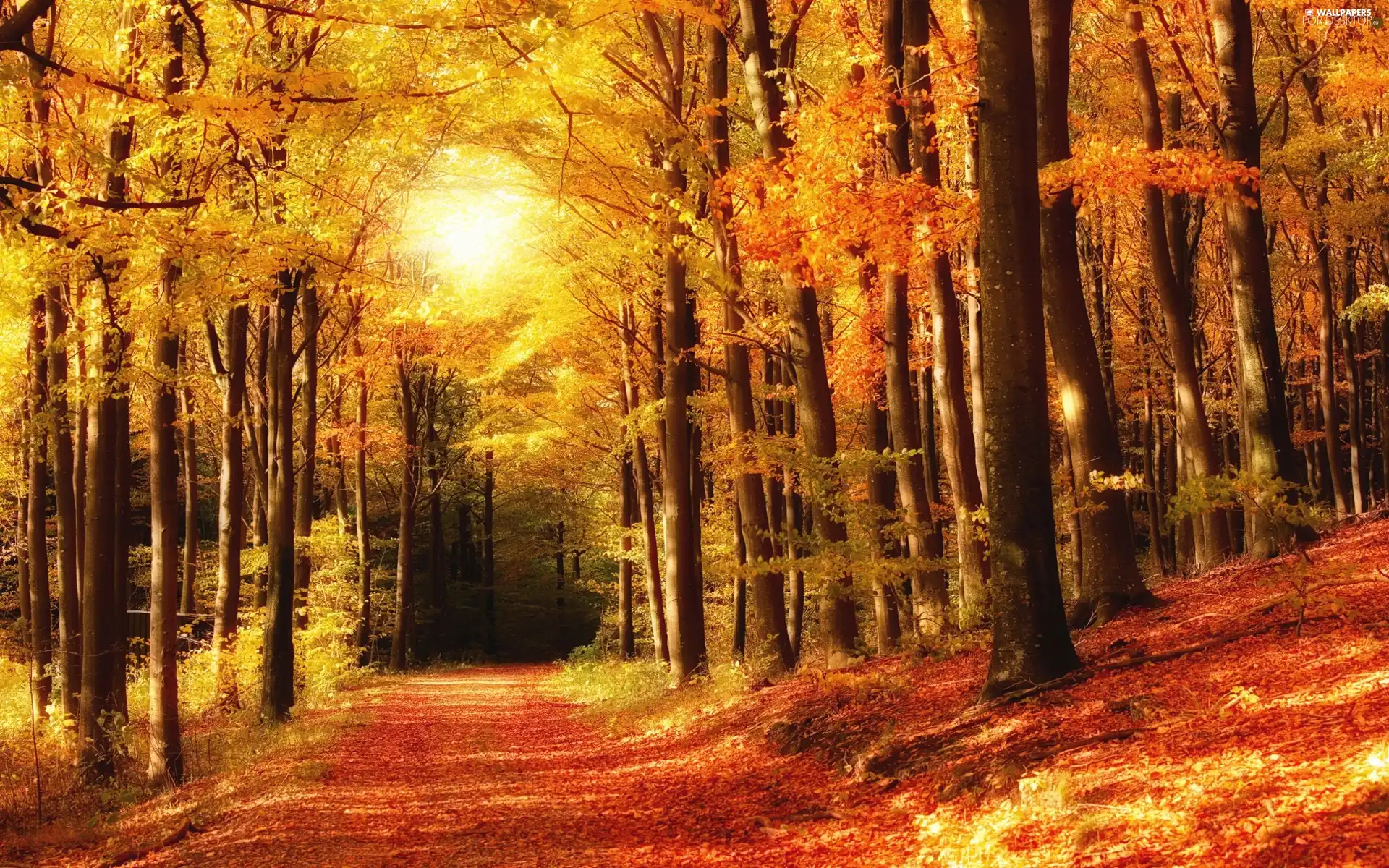 autumn, Way, forest