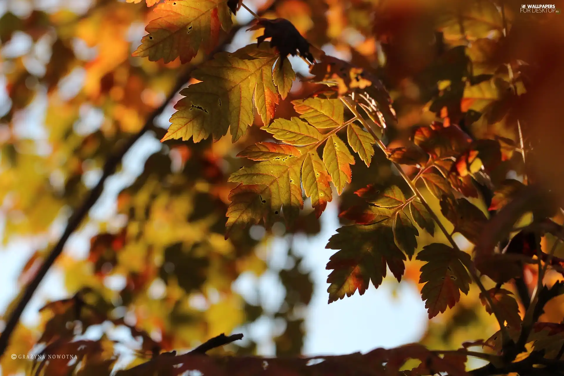 Leaf, Autumn