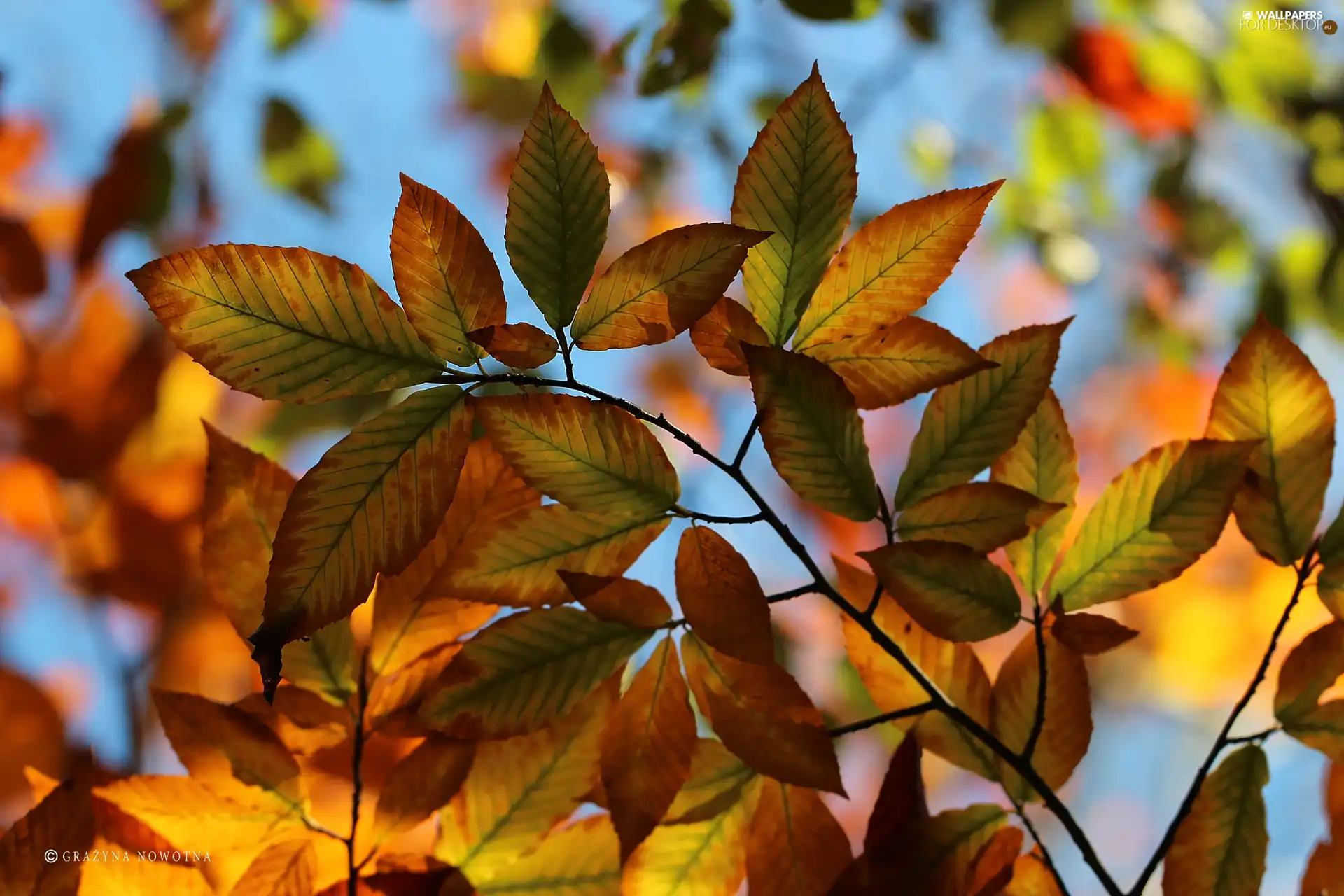 Leaf, Autumn