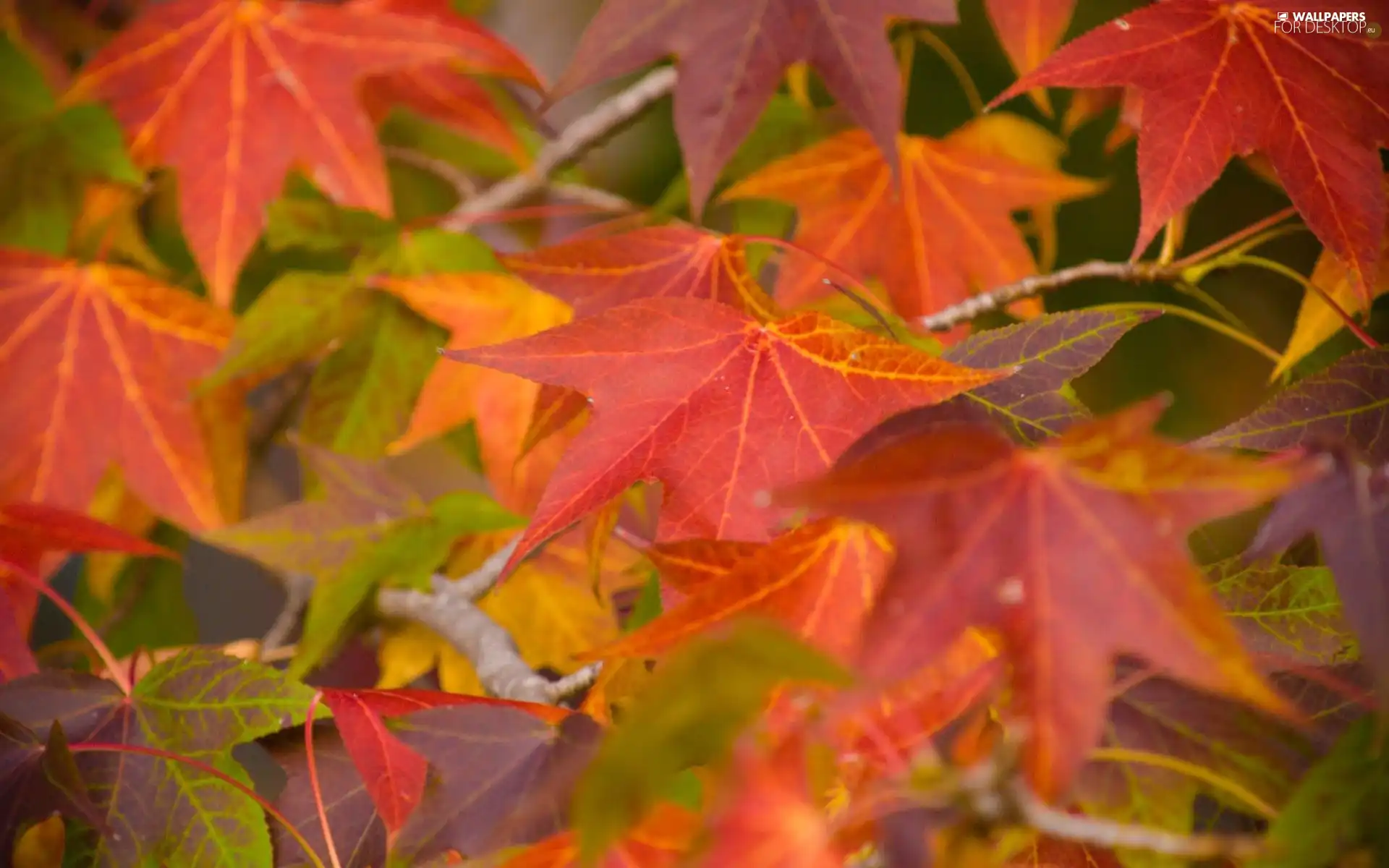 autumn, color, Leaf