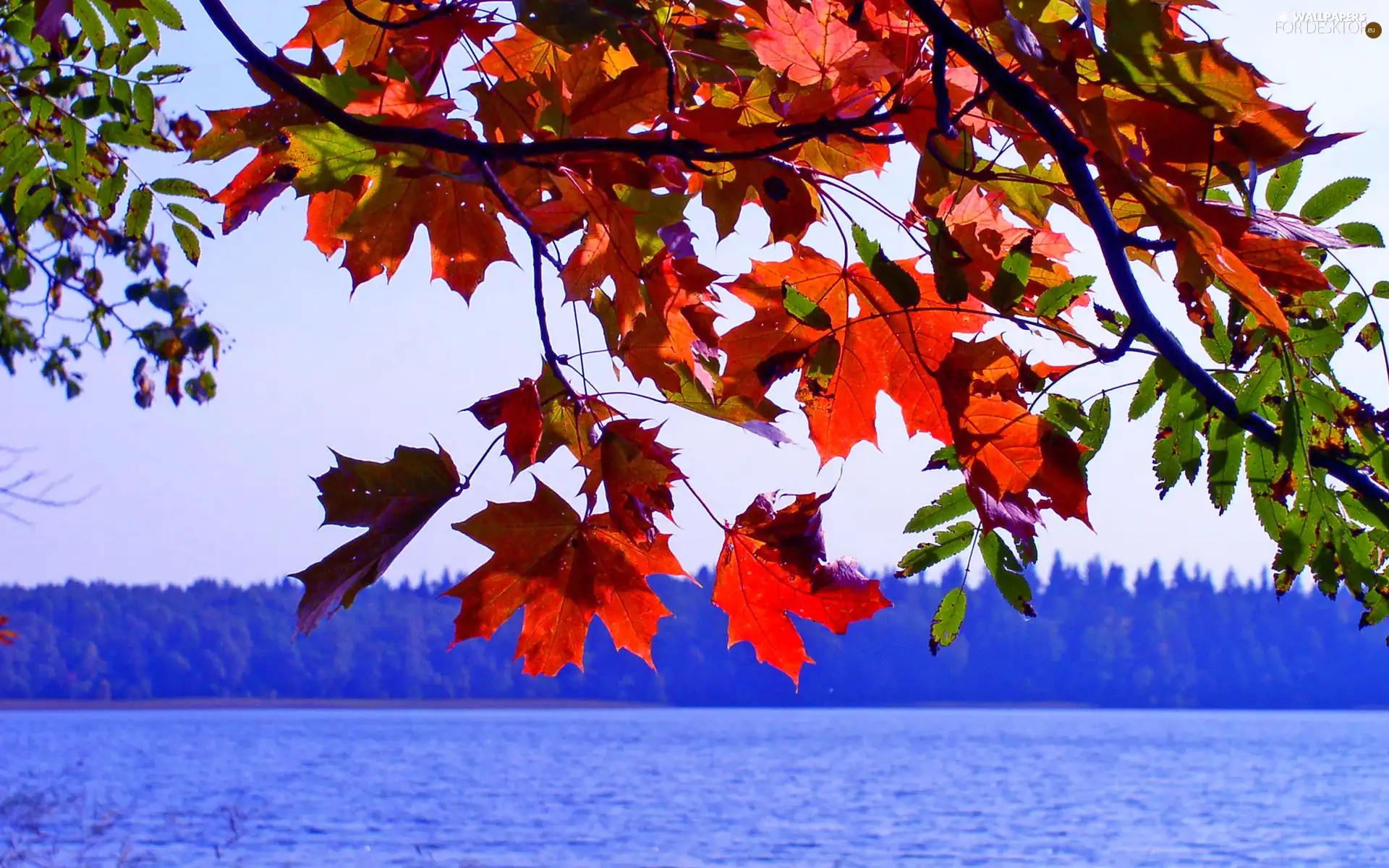 autumn, lake, Leaf
