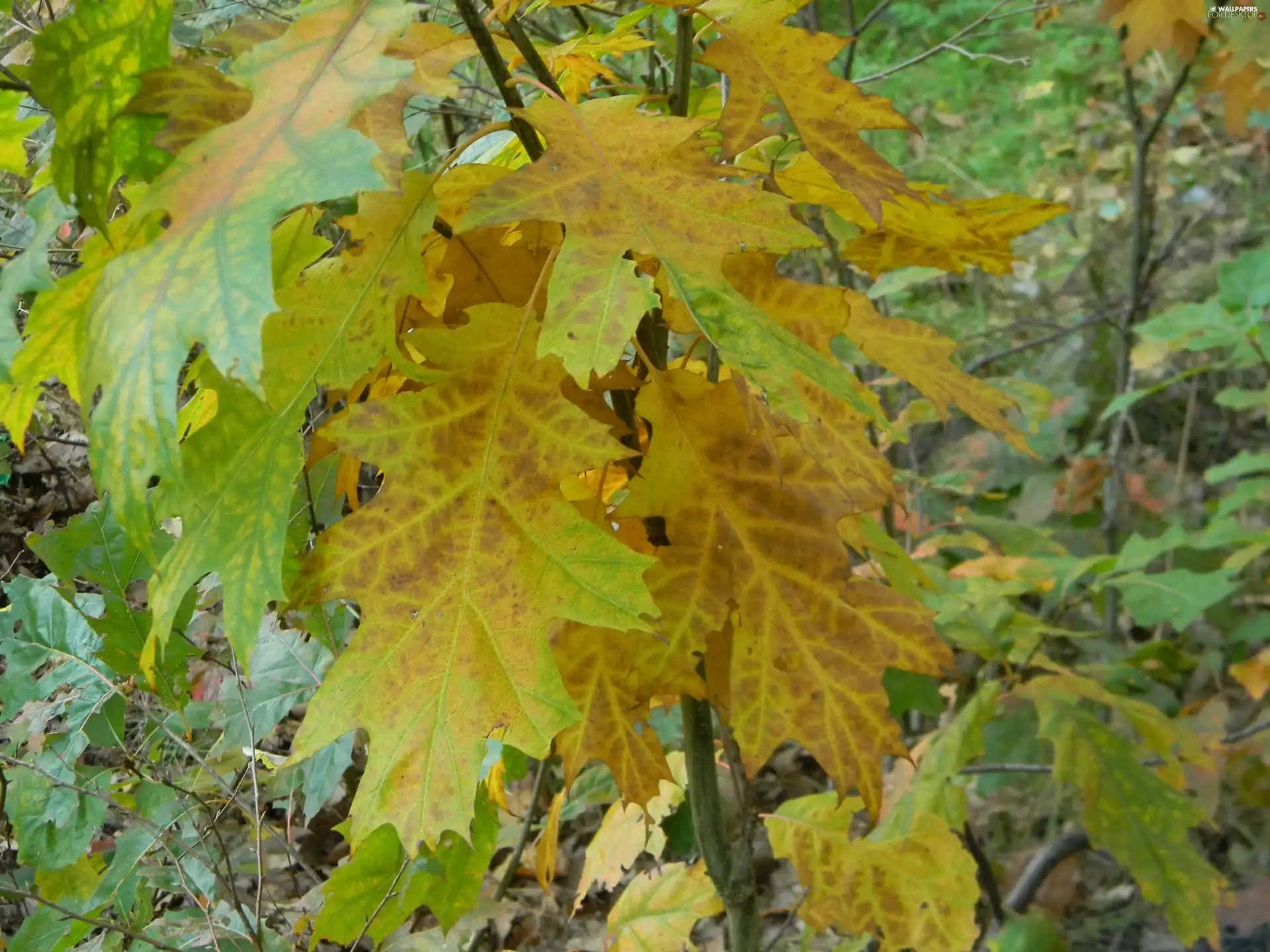 autumn, oak, Leaf