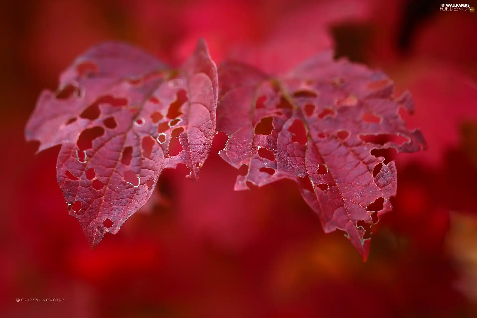 Autumn, Red, Leaf