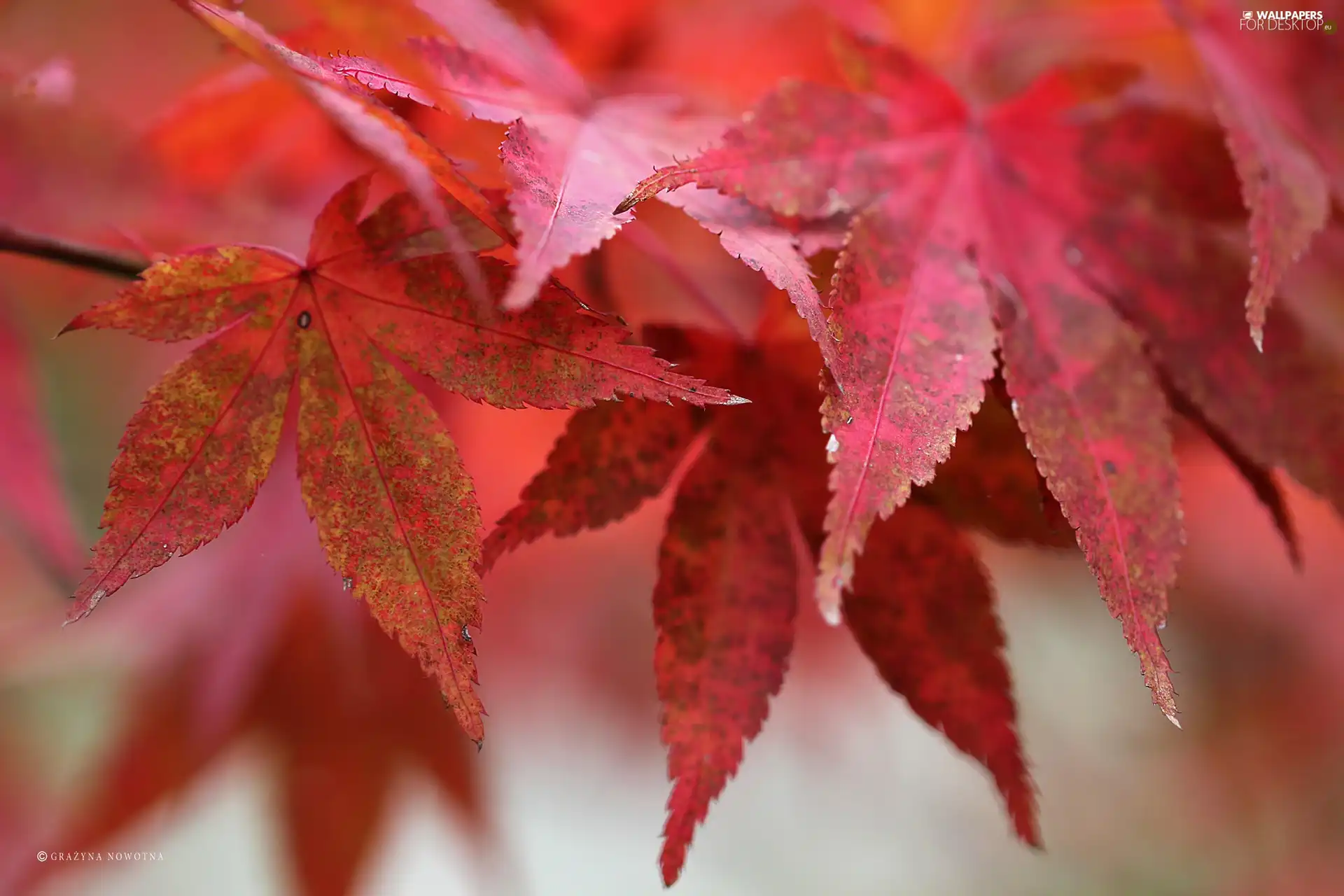 Autumn, Red, Leaf