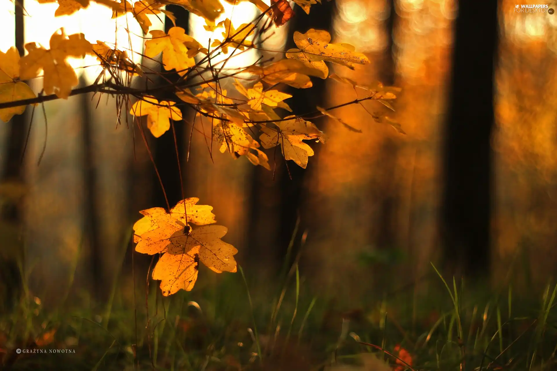 Autumn, Yellow, Leaf
