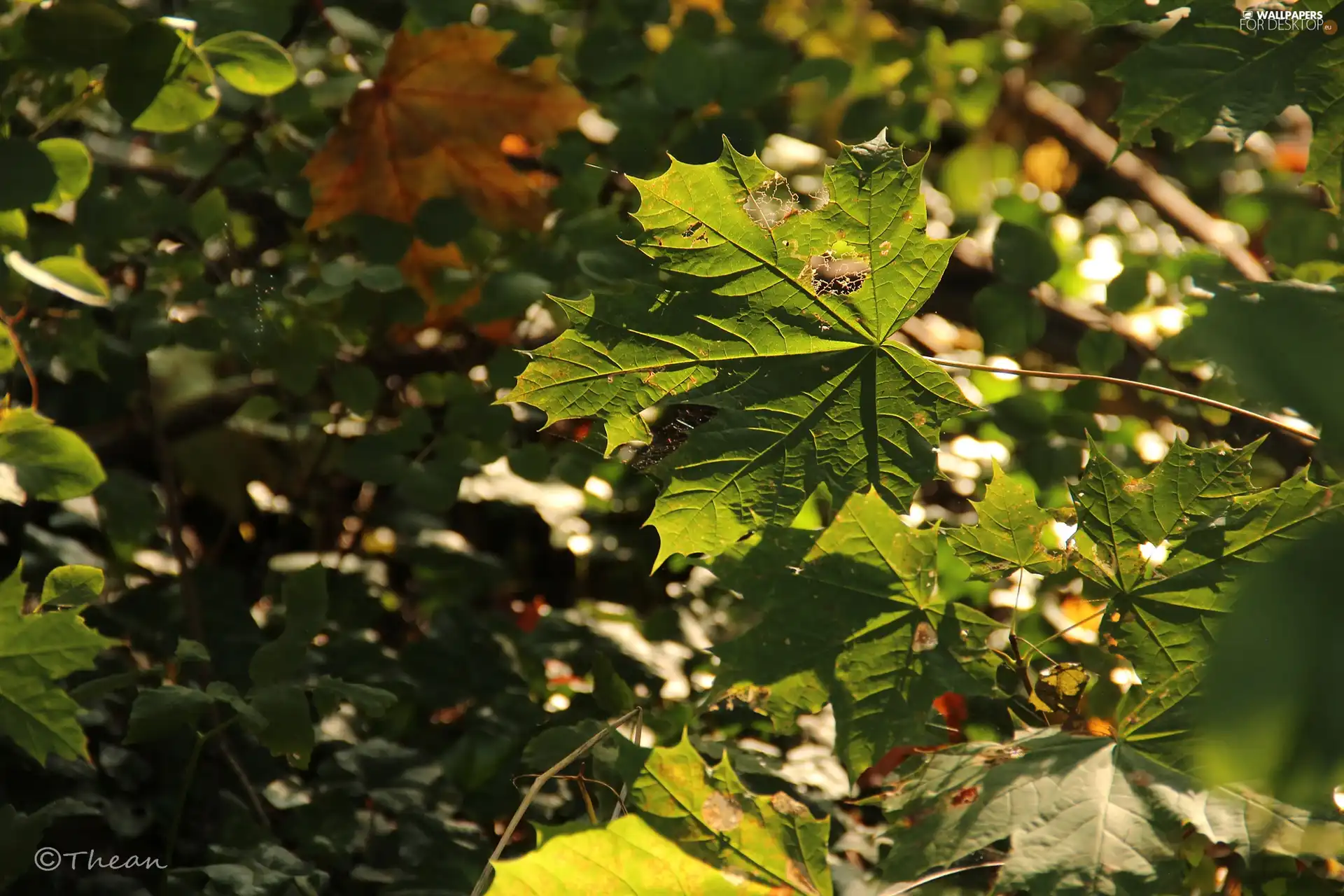 Leaf, Autumn