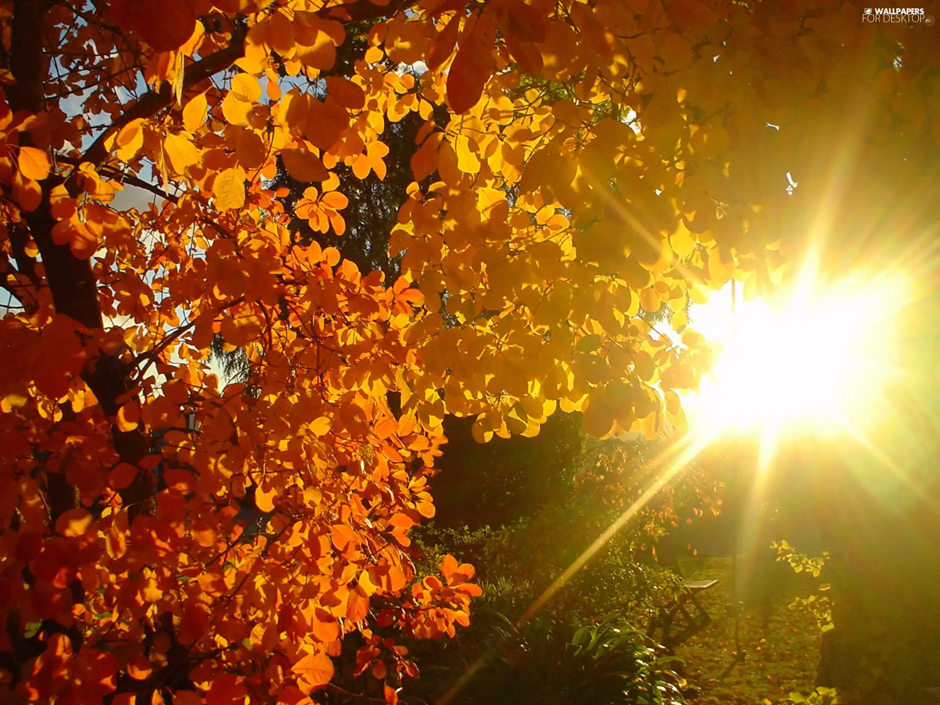viewes, trees, autumn, Bench, flash, luminosity, ligh, sun, Przebijające