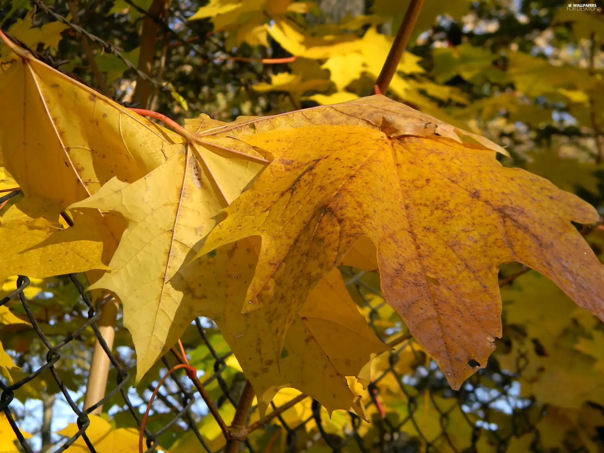 autumn, Leaf, maple