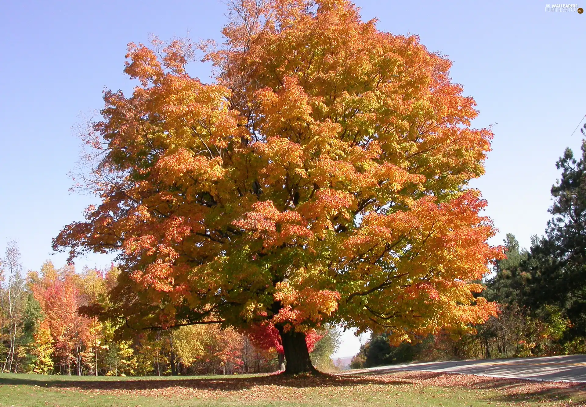 autumn, wayside, oak