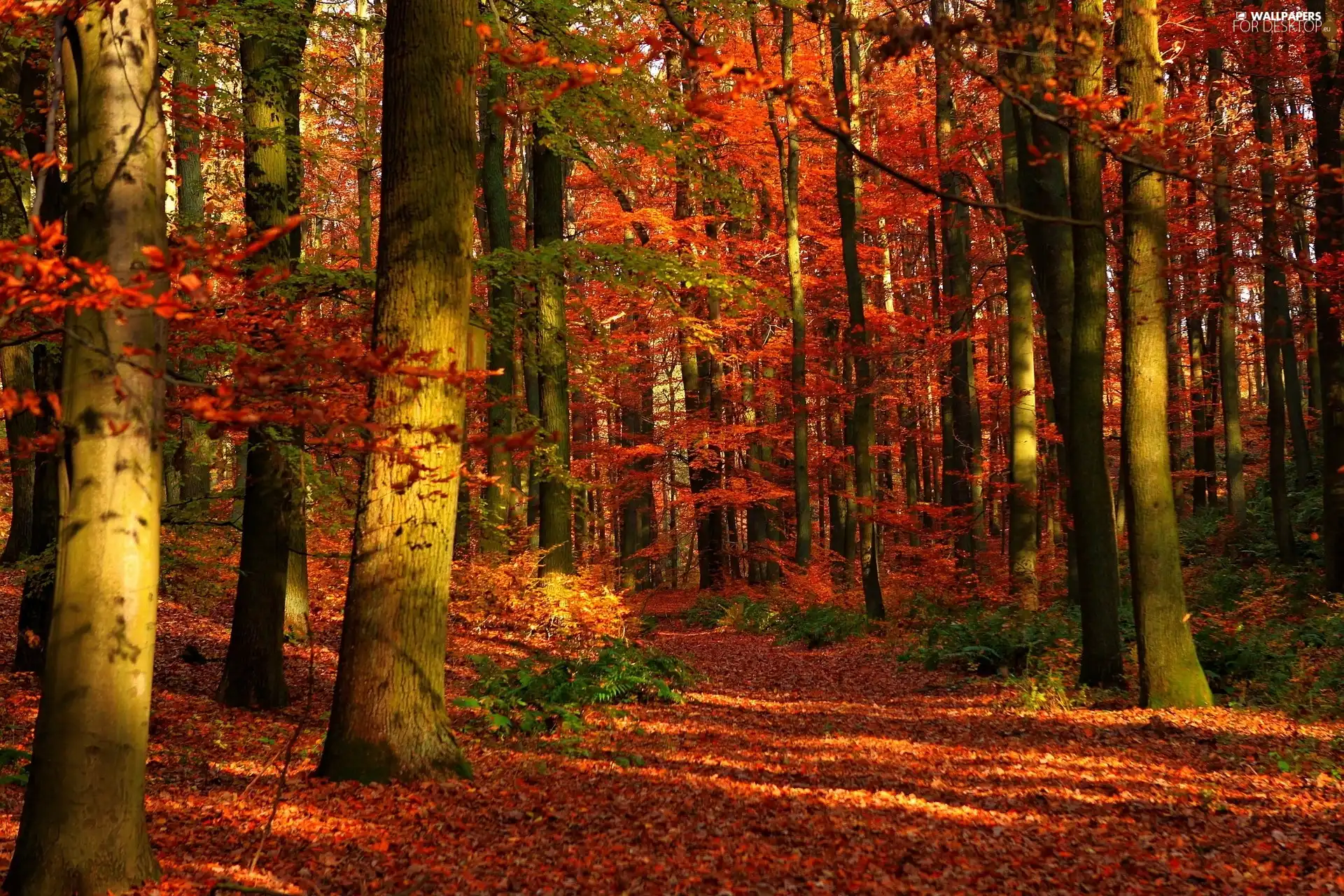 autumn, forest, Path