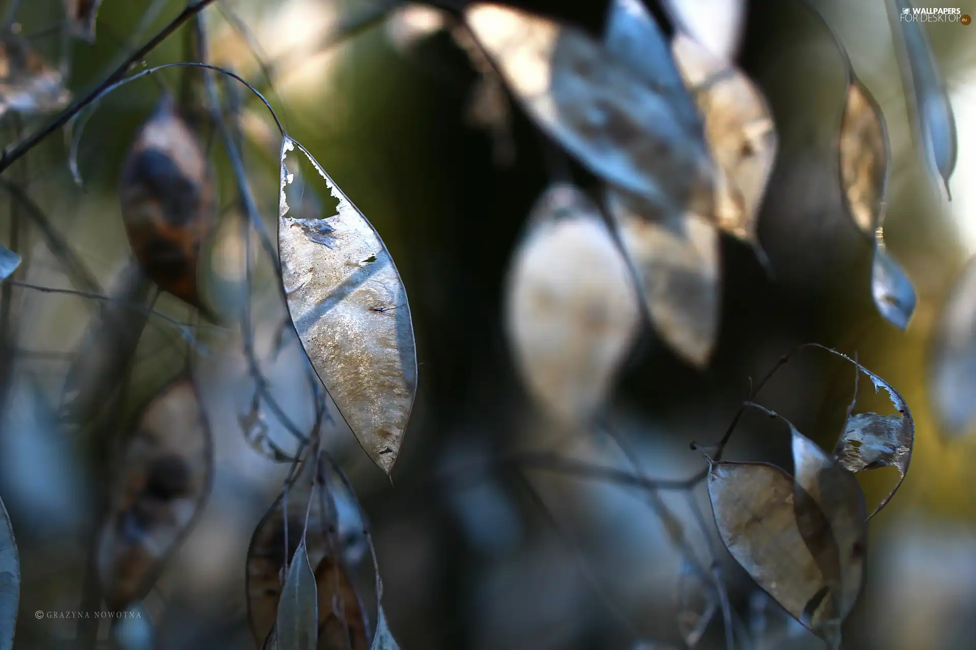 Autumn, dry, Plants