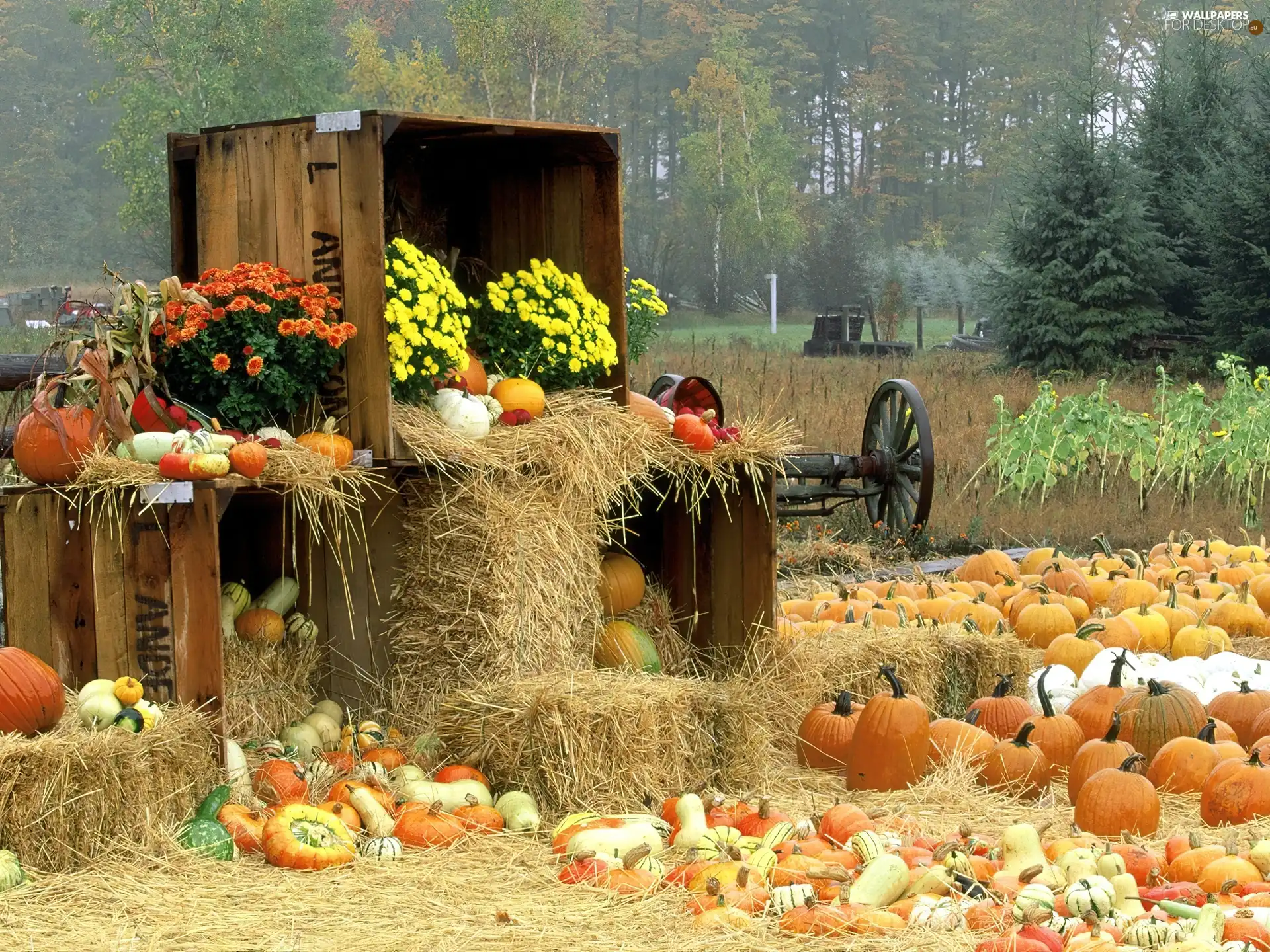 autumn, Field, pumpkin