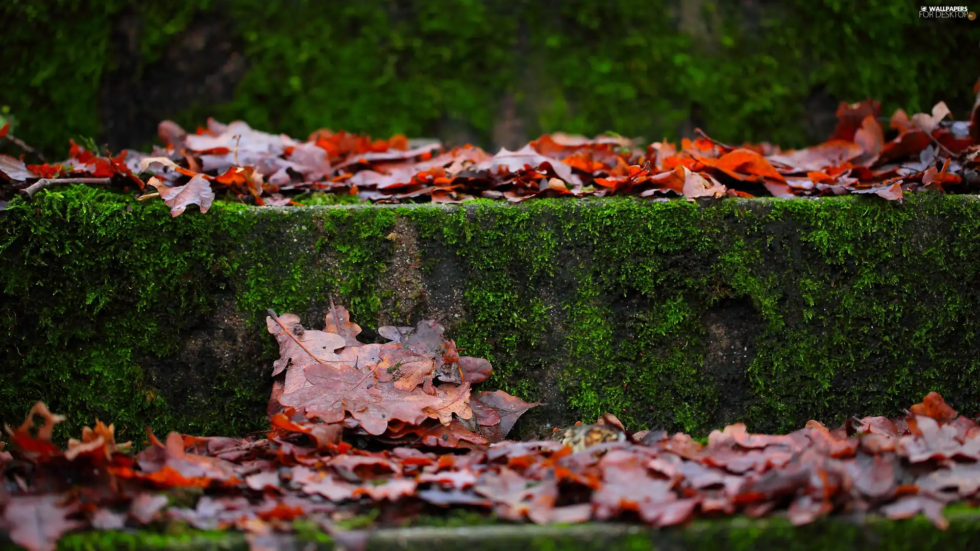 Stairs, Moss, autumn, Leaf