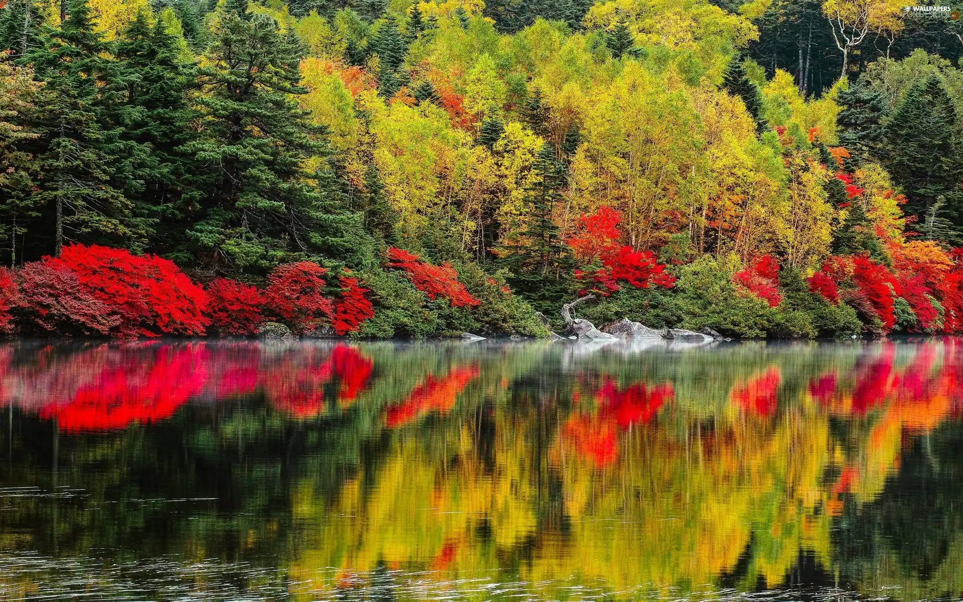 trees, lake, autumn, viewes