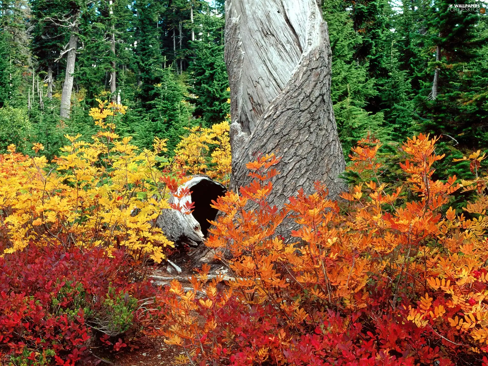 trees, Leaf, autumn, viewes